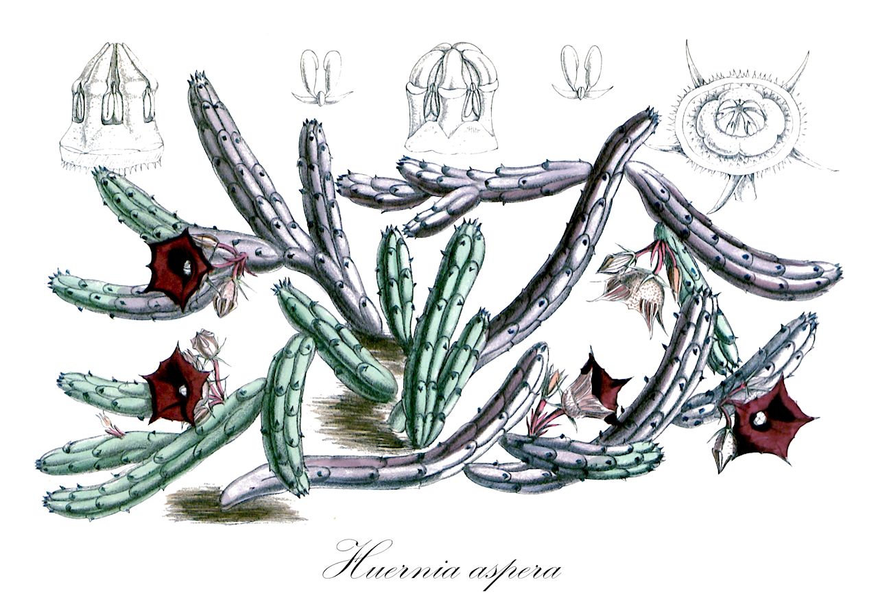 Huernia aspera - Apocynaceae,Plantae,Pteridobiotina,Angiosperms,Gentianales,Apocynaceae,Huernia,Huernia aspera
