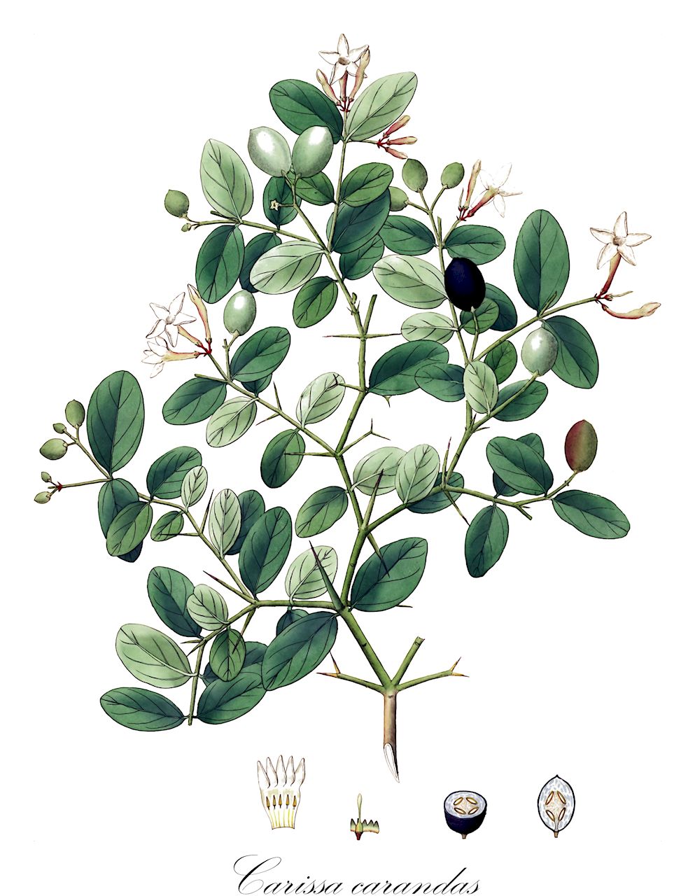 Carissa carandas - Apocynaceae,Plantae,Pteridobiotina,Angiosperms,Gentianales,Apocynaceae,Carissa,Carissa carandas,Arduina carandas, Arduina carandas, Capparis carandas, Carissa salicina, Echites spinosus, Jasminonerium carandas, Jasminonerium salicinum