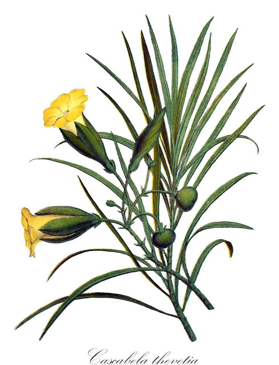 Cascabela thevetia - Apocynaceae,Plantae,Pteridobiotina,Angiosperms,Gentianales,Apocynaceae,Cascabela,Cascabela thevetia,Cascabela peruviana, Cerbera linearifolia, Cerbera peruviana, Cerbera thevetia, Thevetia linearis, Thevetia linearis, Thevetia neriifolia, Thevetia neriifolia, Thevetia neriifolia var. hirsuta, Thevetia neriifolia var. leucantha, Thevetia neriifolia var. pubescens, Thevetia peruviana, Thevetia peruviana f. aurantiaca, Thevetia thevetia,Gelber Schellenbaum
