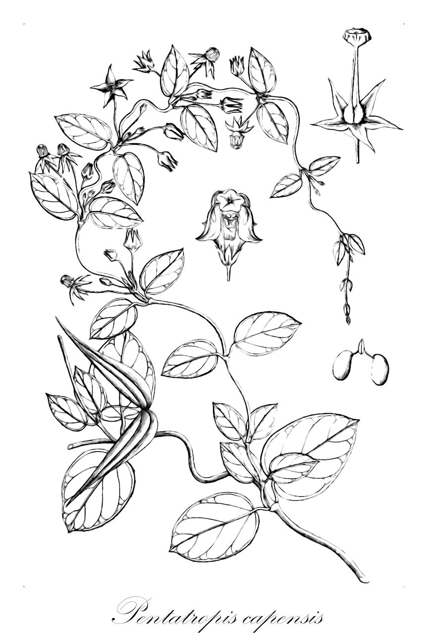Pentatropis capensis - Apocynaceae,Plantae,Pteridobiotina,Angiosperms,Gentianales,Apocynaceae,Pentatropis,Pentatropis capensis,Asclepias macrophylla, Asclepias microphylla, Colostephanus capensis, Cynanchum acuminatum, Cynanchum capense, Cynoctonum capense, Pentatropis microphylla, Periploca cordata, Vincetoxicum capense