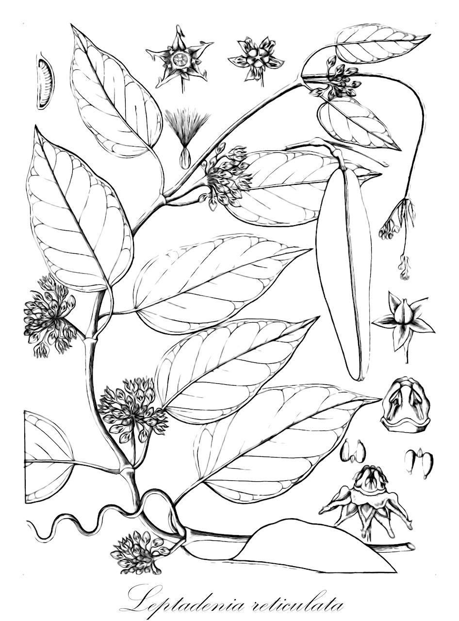 Leptadenia reticulata - Apocynaceae,Plantae,Pteridobiotina,Angiosperms,Gentianales,Apocynaceae,Leptadenia,Leptadenia reticulata,Asclepias javanica, Asclepias suberosa, Asclepias volubilis, Asclepias zeylanica, Curinila rheedei, Curnilia sarmentosa, Cynanchum asthmaticum, Cynanchum ovatum, Cynanchum reticulatum, Doemia reticulata, Gymnema aurantiacum, Leptadenia appendiculata, Leptadenia brevipes, Leptadenia imberbis, Reinera baypinensis, Secamone canescens