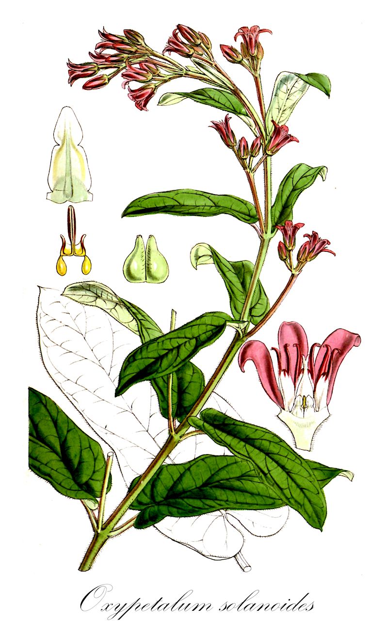 Oxypetalum solanoides - Apocynaceae,Plantae,Pteridobiotina,Angiosperms,Gentianales,Apocynaceae,Oxypetalum,Oxypetalum solanoides,Gothofreda solanodes, Gothofreda solanoides, Oxypetalum tenuiflorum, Schizostemma longifolium, Schizostemma solanoides, Tweedia floribunda, Tweedia pubescens, Tweedia rosea, Tweedia solanoides
