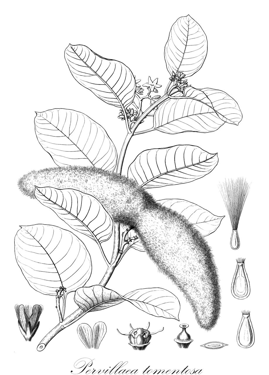 Pervillaea tomentosa - Apocynaceae,Plantae,Pteridobiotina,Angiosperms,Gentianales,Apocynaceae,Pervillaea,Pervillaea tomentosa,Pervillaea brevirostris, Toxocarpus tomentosus