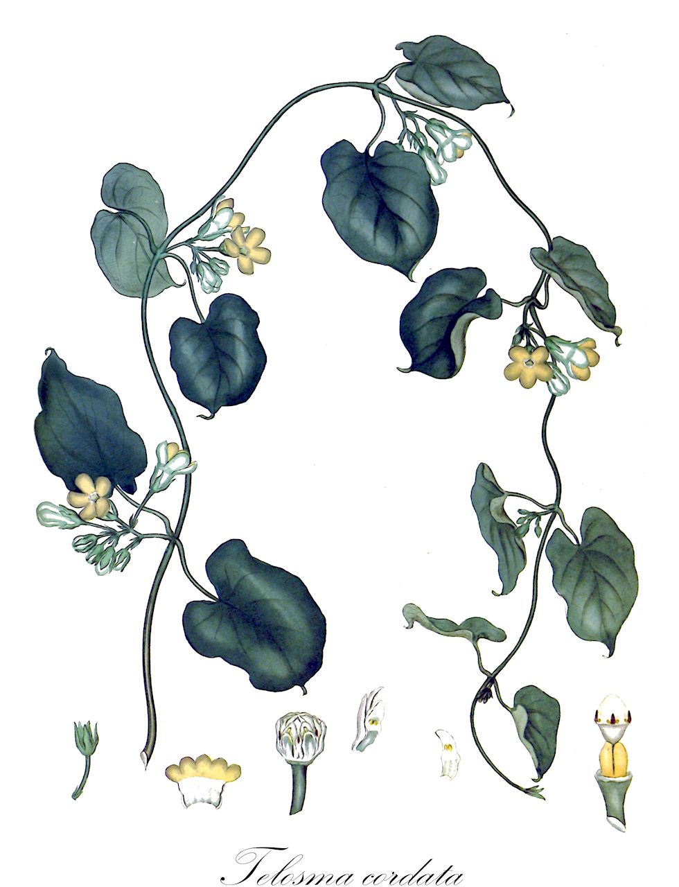 Telosma cordata - Apocynaceae,Plantae,Pteridobiotina,Angiosperms,Gentianales,Apocynaceae,Telosma,Telosma cordata,Apocynum odoratissimum, Asclepias cordata, Asclepias odoratissima, Cynanchum dioscoridis, Cynanchum odoratissimum, Marsdenia glaziovii, Oxystelma ovatum, Pergularia limbata, Pergularia minor, Pergularia odoratissima, Pergularia viridis, Stephanotella glaziovii, Telosma minor, Telosma odoratissima