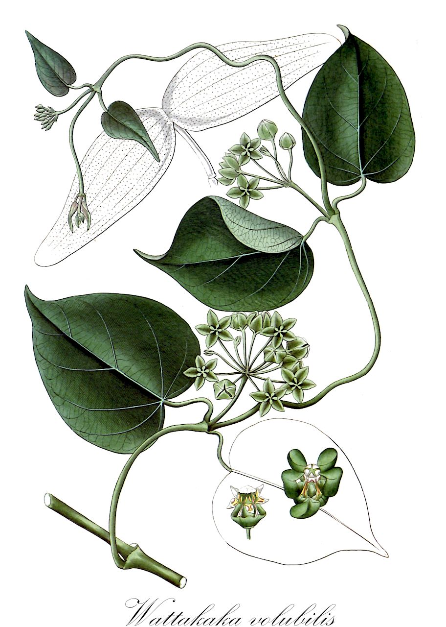 Wattakaka volubilis - Apocynaceae,Plantae,Pteridobiotina,Angiosperms,Gentianales,Apocynaceae,Wattakaka,Wattakaka volubilis,Apocynum tiliifolium, Asclepias viridiflora, Asclepias volubilis, Cynanchum viridiflorum, Dregea volubilis, Dregea volubilis var. glabra, Dregea volubilis var. lacuna, Dregea volubilis var. viridiflora, Hoya viridiflora, Hoya volubilis, Marsdenia volubilis, Schollia volubilis, Wattakaka viridiflora, Wattakaka volubilis var. glabra