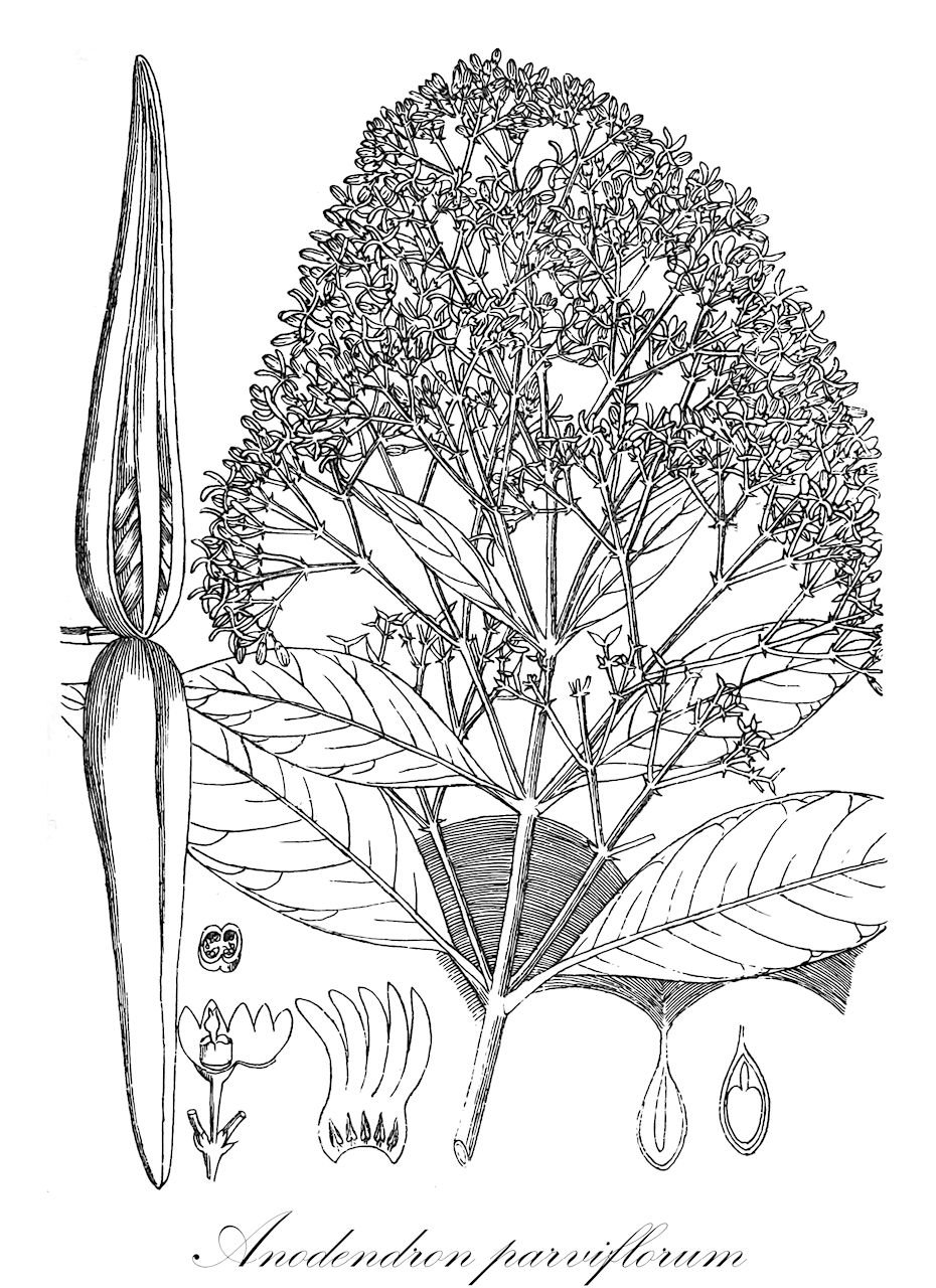 Anodendron parviflorum - Apocynaceae,Plantae,Pteridobiotina,Angiosperms,Gentianales,Apocynaceae,Anodendron,Anodendron parviflorum,Anodendron lanceolatum, Anodendron manubriatum, Anodendron moluccanum, Anodendron paniculatum, Anodendron rhinosporum, Anodendron sutepense, Anodendron tenuiflorum, Echites manubriatus, Echites paniculatus, Echites parviflorus, Echites polyanthus, Echites trichotomus, Epigynum parviflorum, Gymnema nepaulense, Ichnocarpus paniculatus, Strophanthus balansae, Tabernaemontana tenuiflora