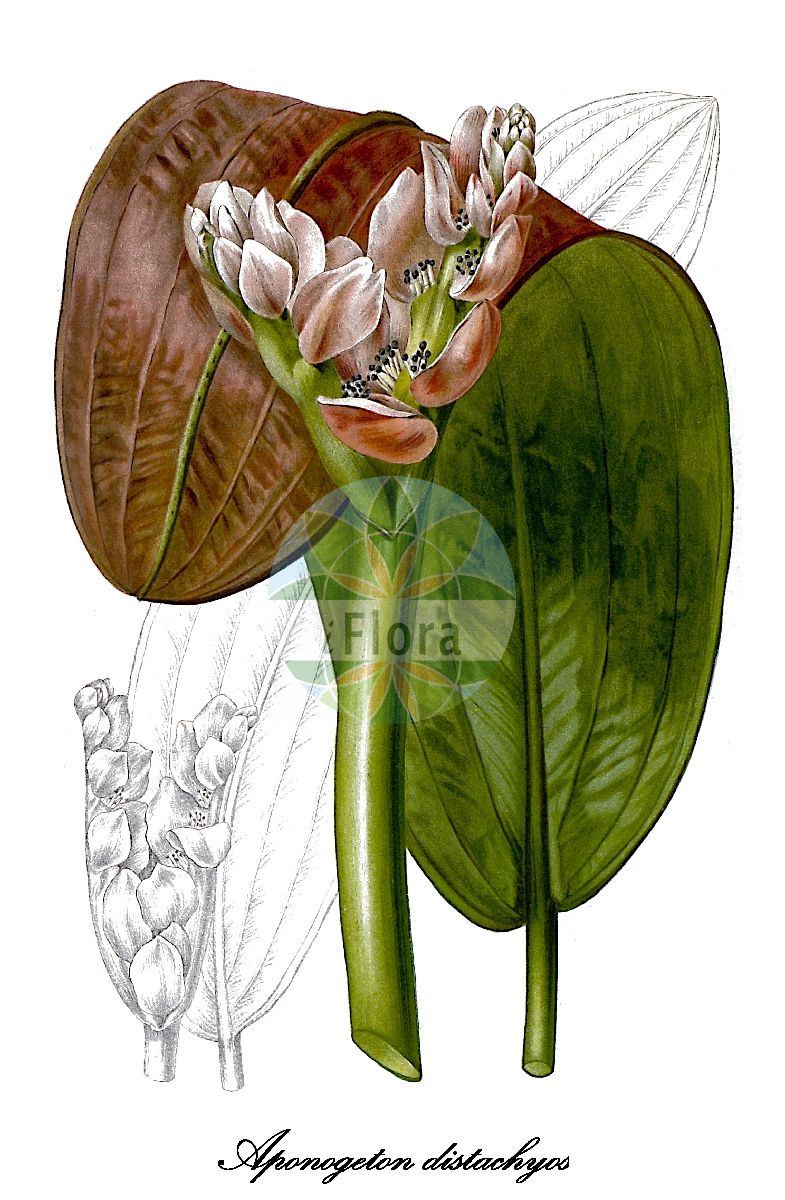 Aponogeton distachyos - Aponogetonaceae,Plantae,Pteridobiotina,Angiosperms,Alismatales,Aponogetonaceae,Aponogeton,Aponogeton distachyos,Aponogeton distachyos var. lagrangei,Kap-Wasserähre;cape-pondweed;water-hawthorne;aponogéton à deux épis