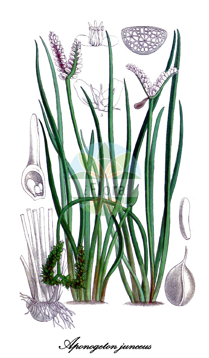 Aponogeton junceus - Aponogetonaceae,Plantae,Pteridobiotina,Angiosperms,Alismatales,Aponogetonaceae,Aponogeton,Aponogeton junceus,Aponogeton spathaceum, Aponogeton spathaceus