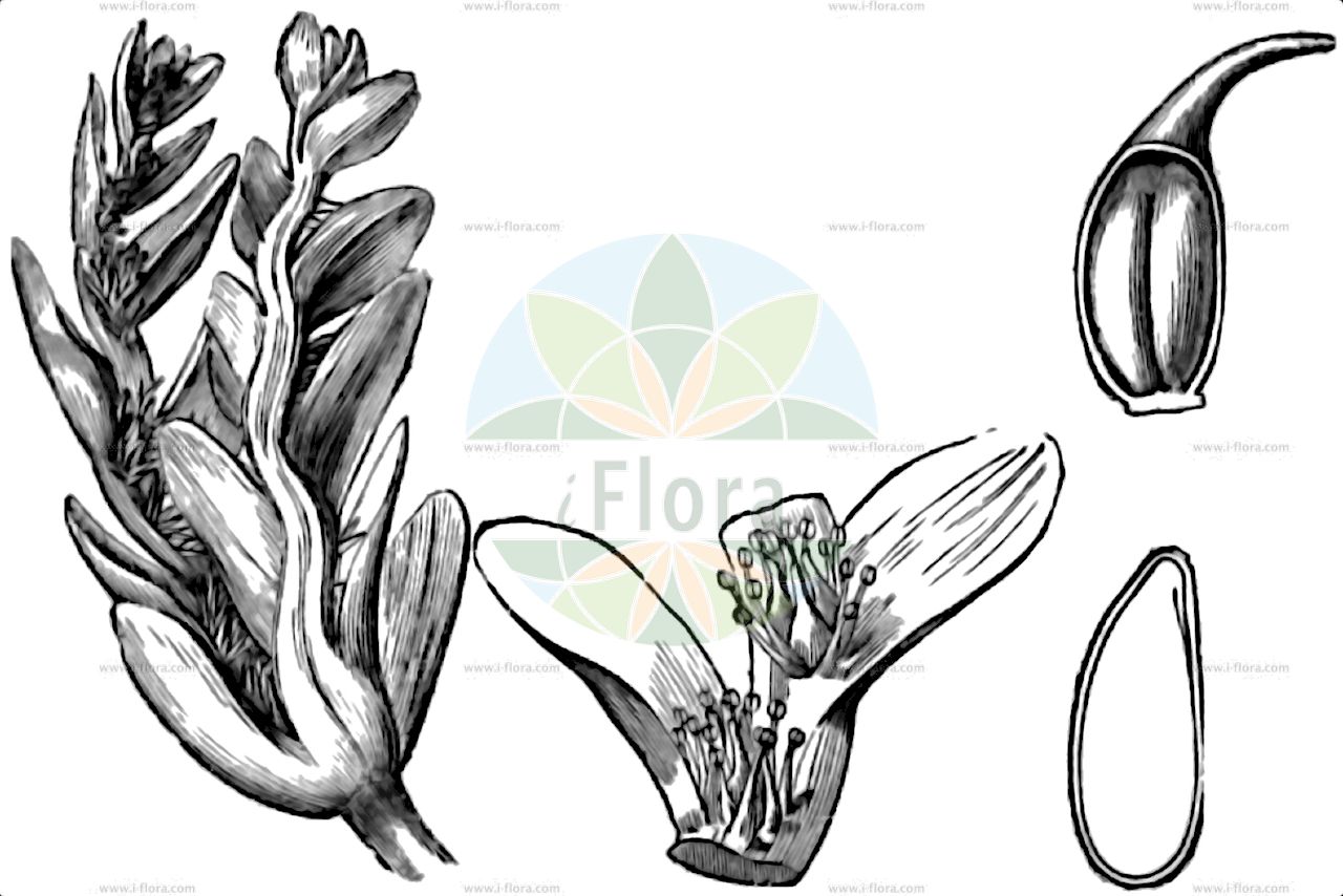 Aponogeton distachyos - Aponogetonaceae,Plantae,Pteridobiotina,Angiosperms,Alismatales,Aponogetonaceae,Aponogeton,Aponogeton distachyos,Aponogeton distachyos var. lagrangei,Kap-Wasserähre;cape-pondweed;water-hawthorne;aponogéton à deux épis