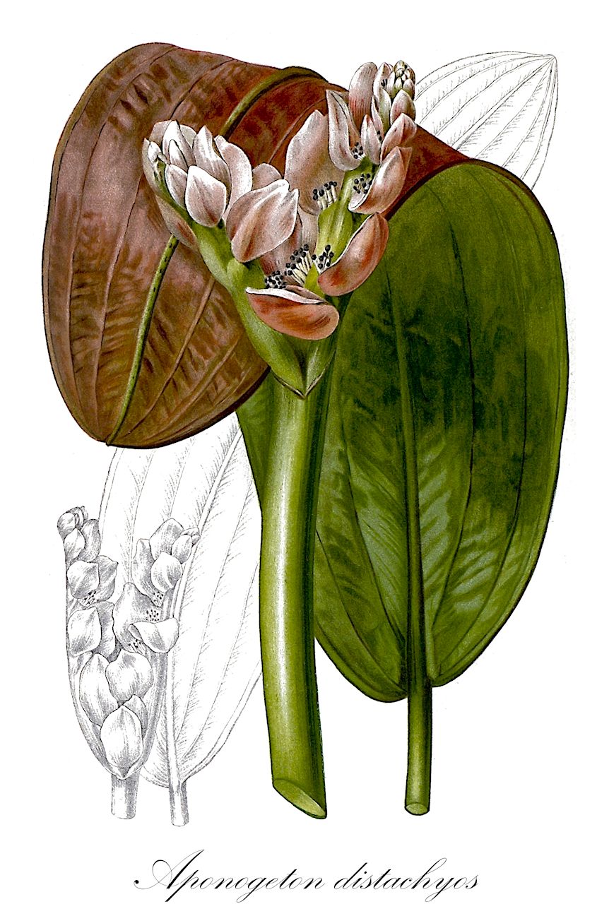 Aponogeton distachyos - Aponogetonaceae,Plantae,Pteridobiotina,Angiosperms,Alismatales,Aponogetonaceae,Aponogeton,Aponogeton distachyos,Aponogeton distachyos var. lagrangei,Kap-Wasserähre;cape-pondweed;water-hawthorne;aponogéton à deux épis