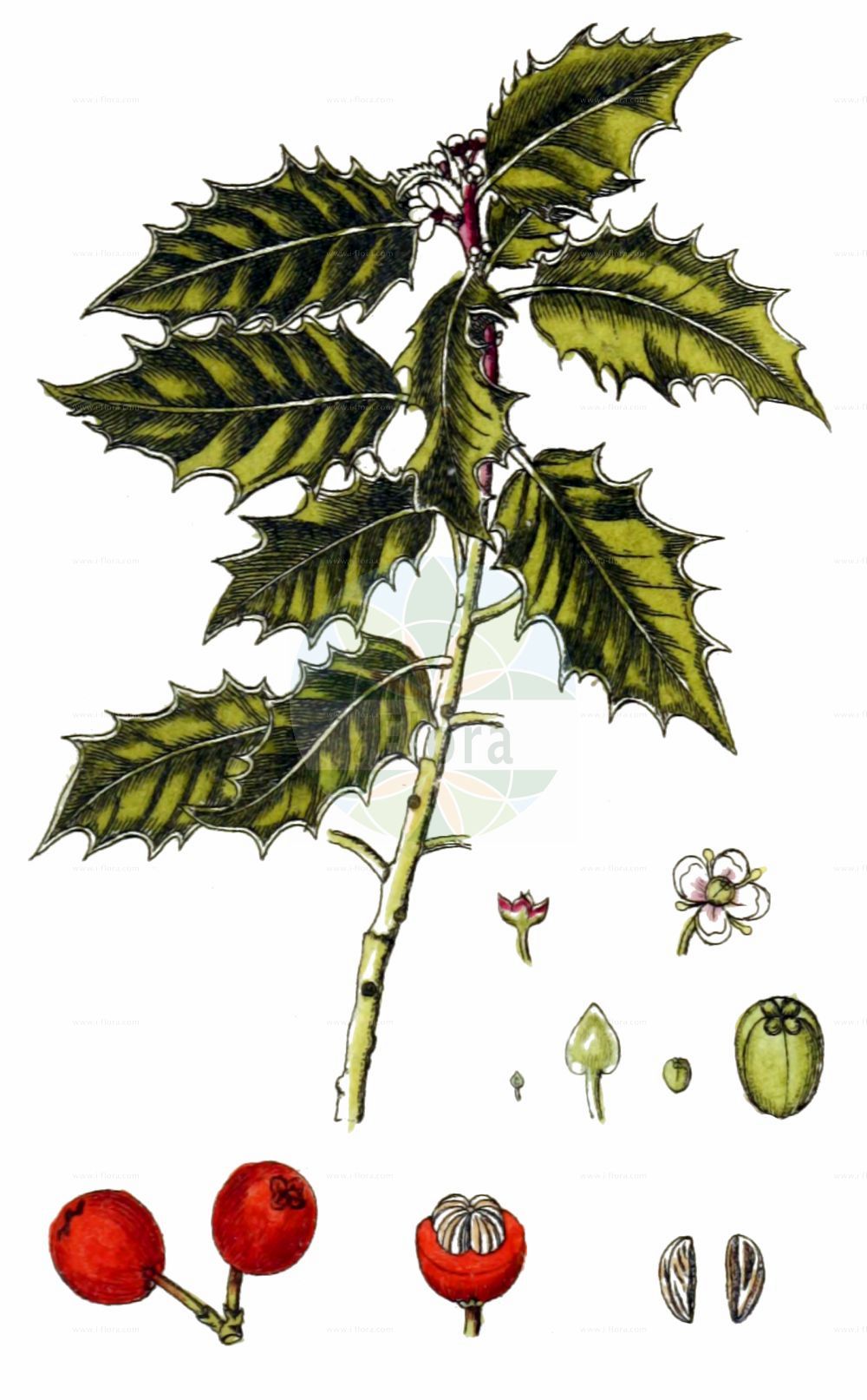 Ilex aquifolium - Aquifoliaceae,Plantae,Pteridobiotina,Angiosperms,Aquifoliales,Aquifoliaceae,Ilex,Ilex aquifolium,Aquifolium croceum, Aquifolium ferox, Aquifolium heterophyllum, Aquifolium ilex, Aquifolium lanceolatum, Aquifolium planifolium, Aquifolium spinosum, Aquifolium undulatum, Aquifolium vulgare, Ilex aquifolium f. aureopicta, Ilex aquifolium f. frivaldskyana, Ilex aquifolium var. barcinonae, Ilex aquifolium var. crassifolia, Ilex aquifolium var. ferox, Ilex aquifolium var. heterophylla, Ilex aquifolium var. recurva, Ilex balearica, Ilex camelliifolia, Ilex chrysocarpa, Ilex ciliata, Ilex citriocarpa, Ilex crassifolia, Ilex echinata, Ilex ferox, Ilex fischeri, Ilex heterophylla, Ilex nigricans, Ilex sempervirens,Europäische Stechpalme;Stechpalme;Gewöhnliche Stechpalme;Hülse;holly;european holly;common holly;english holly;variegated holly;Houx;houx à feuilles épineuses;houx commun;agrifous;agriou;bois franc;grand pardon;gréou;grifeuil;housson;acebo;boix grevol;gorostiza;agrifolio;alebro;aquifolio;cardonera;cardón;cebro;crévol;Agrifoglio;agrifolio;aquifolio;alboro spinoso;groene hulst;knopbloemige moerasscherm;hulst;acevinho;pica-rato;acevinho-espinhoso;aquifólio;cibro;espinha-sempre-verde;pica-folha;teio;vidreiro;visqueiro;xardo;xardón;zebro;падуб остролистный;çobanpüskülü;ashja;ilqe;greu;greuler;grèvol;grèvol de visc;božika;božikovina;järnek;kristtorn;Kristtorn;ostrokrzew kolczasty;navadna bodika;közönséges magyal;cesmína ostrolistá;laur;cezmína ostrolistá;джел;илекс;зеленика;самодивски чишмир;kristtorn;beinved;orjanlaakeri;божика;остролист;чесвина;Ίληξ;λιόπρινο