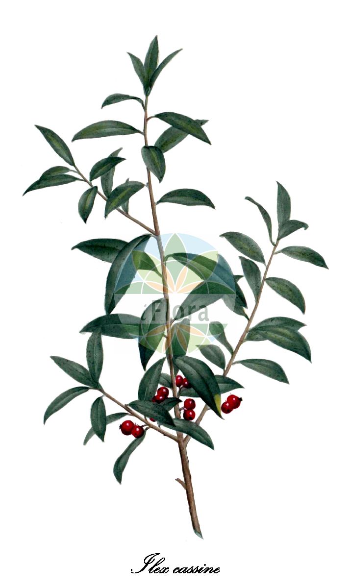 Ilex cassine - Aquifoliaceae,Plantae,Pteridobiotina,Angiosperms,Aquifoliales,Aquifoliaceae,Ilex,Ilex cassine,Ageria cassena, Ageria geminata, Ageria heterophylla, Ageria obovata, Ageria palustris, Cassine caroliniana, Cassine corymbosa, Cassine ramulosa, Hexotria lanceolata, Hierophyllus cassena, Ilex angustifolia, Ilex angustifolia, Ilex angustifolia var. ligustrifolia, Ilex atramentaria, Ilex cassena, Ilex cassine var. cassine, Ilex cassine var. latifolia, Ilex cassinoides, Ilex cassinoides, Ilex castaneifolia, Ilex dahoon, Ilex dahoon var. angustifolia, Ilex dahoon var. ligustrina, Ilex floridana, Ilex lanceolata, Ilex lanceolata, Ilex laurifolia, Ilex ligustrifolia, Ilex peragua, Ilex phyllyreaefolia, Ilex ramulosa, Ilex religiosa, Ilex rosmarinifolia, Ilex watsoniana, Ilex wrightii, Prinos cassinoides
