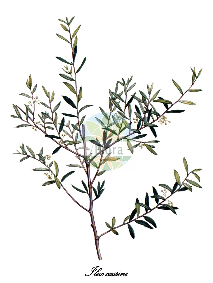Ilex cassine - Aquifoliaceae,Plantae,Pteridobiotina,Angiosperms,Aquifoliales,Aquifoliaceae,Ilex,Ilex cassine,Ageria cassena, Ageria geminata, Ageria heterophylla, Ageria obovata, Ageria palustris, Cassine caroliniana, Cassine corymbosa, Cassine ramulosa, Hexotria lanceolata, Hierophyllus cassena, Ilex angustifolia, Ilex angustifolia, Ilex angustifolia var. ligustrifolia, Ilex atramentaria, Ilex cassena, Ilex cassine var. cassine, Ilex cassine var. latifolia, Ilex cassinoides, Ilex cassinoides, Ilex castaneifolia, Ilex dahoon, Ilex dahoon var. angustifolia, Ilex dahoon var. ligustrina, Ilex floridana, Ilex lanceolata, Ilex lanceolata, Ilex laurifolia, Ilex ligustrifolia, Ilex peragua, Ilex phyllyreaefolia, Ilex ramulosa, Ilex religiosa, Ilex rosmarinifolia, Ilex watsoniana, Ilex wrightii, Prinos cassinoides