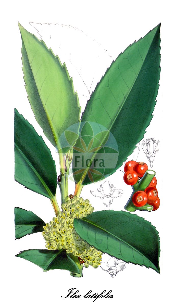 Ilex latifolia - Aquifoliaceae,Plantae,Pteridobiotina,Angiosperms,Aquifoliales,Aquifoliaceae,Ilex,Ilex latifolia,Ilex latifolia var. tarajo, Ilex macrophylla, Ilex tarajo