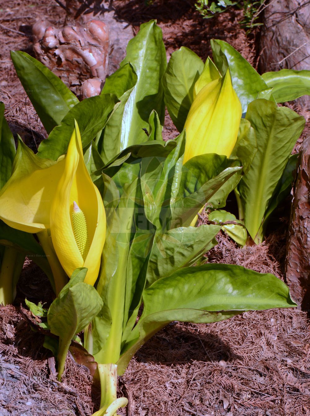 Lysichiton americanus - Araceae,Plantae,Pteridobiotina,Angiosperms,Alismatales,Araceae,Lysichiton,Lysichiton americanus,Gelbe Scheincalla;Gelbe Scheinkalla;Amerikanischer Stinktierkohl;american skunk-cabbage;skunk-cabbage;Arum bananier;Faux Arum jaune;Lysichite jaune;Lysichiton americano;moeraslantaarn;лизихитон американский;skunkkalla;gul kæmpekalla