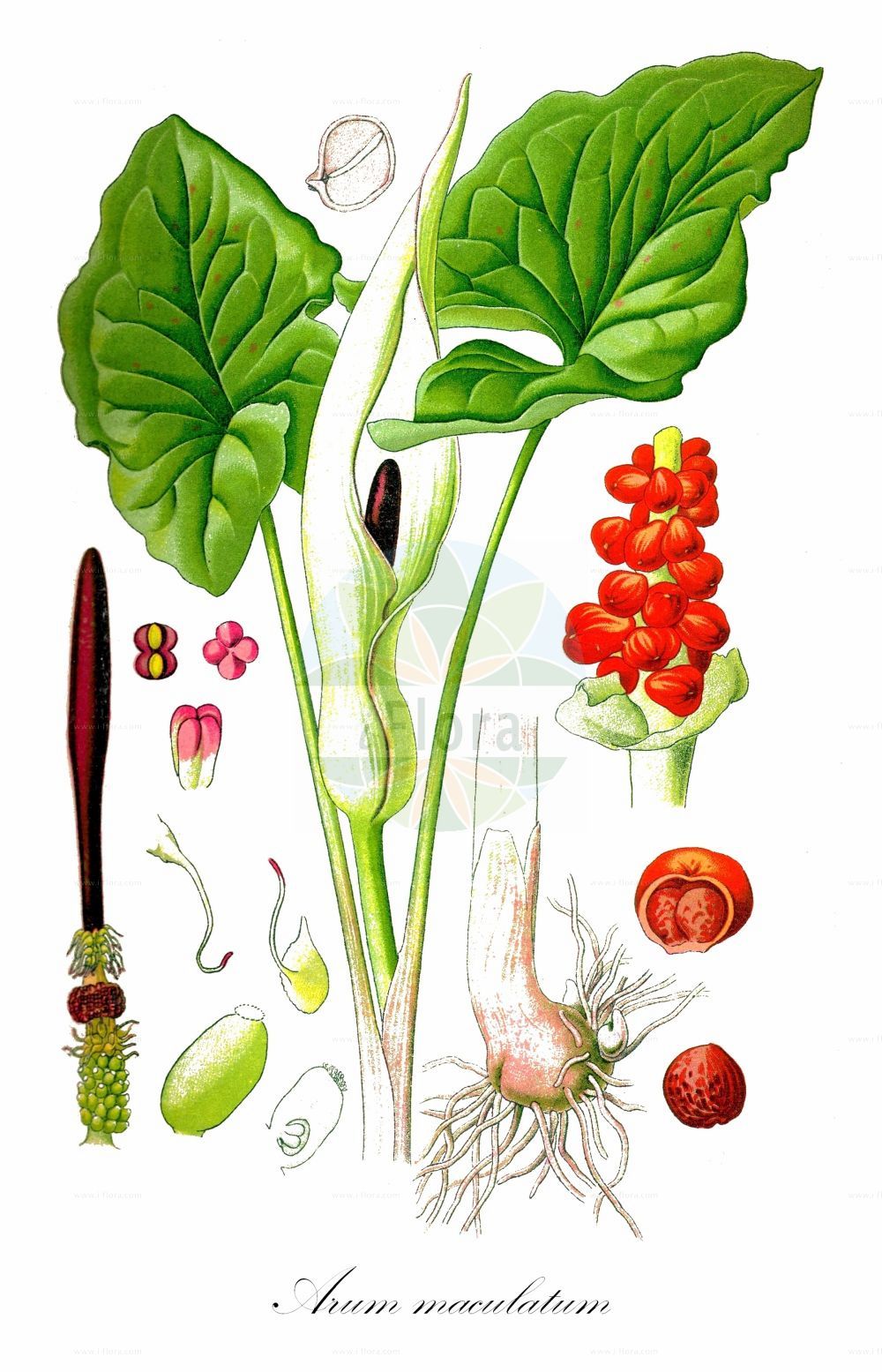 Arum maculatum - Araceae,Plantae,Pteridobiotina,Angiosperms,Alismatales,Araceae,Arum,Arum maculatum,Arisarum maculatum, Arum alpinum subsp. pyrenaeum, Arum byzantinum, Arum gracile, Arum heldreichii, Arum immaculatum, Arum italicum subsp. byzantinum, Arum italicum var. amoenum, Arum italicum var. byzantinum, Arum maculatum f. flavescens, Arum maculatum f. flavescens, Arum maculatum f. immaculatum, Arum maculatum f. roseum, Arum maculatum f. scolopendriforme, Arum maculatum f. spathulatum, Arum maculatum f. tetrelii, Arum maculatum subsp. pyrenaeum, Arum maculatum subvar. immaculatum, Arum maculatum subvar. malyi, Arum maculatum subvar. pyrenaeum, Arum maculatum subvar. roseum, Arum maculatum var. flavescens, Arum maculatum var. heldreichii, Arum maculatum var. immaculatum, Arum maculatum var. karpatii, Arum maculatum var. malyi, Arum maculatum var. pyrenaeum, Arum maculatum var. tetrelii, Arum maculatum var. tetrellii, Arum maculatum var. vulgare, Arum maculatum var. zelebori, Arum maculatum var. zelebori, Arum maculatum var. zeleborii, Arum malyi, Arum orientale subsp. amoenum, Arum pyrenaeum, Arum trapezuntinum, Arum vernale, Arum vulgare, Arum vulgare var. albovenosum, Arum vulgare var. immaculatum, Arum zelebori,Gefleckter Aronstab;Aronstab;Gemeiner Aronstab;Gemeiner Aronsstab;Südöstlicher Aronstab;lords-and-ladies;Arum tacheté;Gouet;gouet maculé;pied de veau;chandelle;gouet tacheté;manteau de la Sainte-Vierge;pied-de-veau;pilette;vachotte;alcatraz;aro manchado;corazón de Maria;corazón de María;aro;Gigaro scuro;aro;gevlekte aronskelk;аронник пятнистый;yılanekmeği;bar plagësh;këlkazë;sarriassa de muntanya;pjegasti kozlac;fläckig munkhätta;plettet arum;obrazki plamiste;pegasti kačnik;foltos kontyvirág;árón plamatý;rod pământului;áron škvrnitý;петнист змиярник;στικτή δρακοντιά