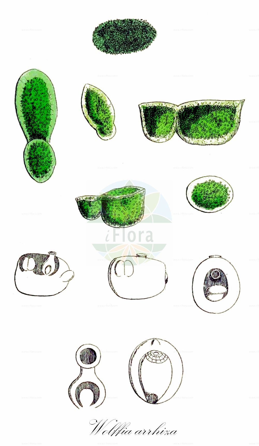 Wolffia arrhiza - Araceae,Plantae,Pteridobiotina,Angiosperms,Alismatales,Araceae,Wolffia,Wolffia arrhiza,Bruniera vivipara, Horkelia arrhiza, Horkelia arrhiza, Lemna arrhiza, Lemna microscopica, Lenticula arrhiza, Wolffia delilii, Wolffia michelii,Zwergwasserlinse;Zwerglinse;Wurzellose Zwergwasserlinse;Entenlinse;rootless duckweed;least duckweed;spotless watermeal;Wolffia sans racines;wolffie sans racines;lentejilla de agua;wolffia;wortelloos endekroos;wortelloos kroos;вольфия бескорневая;wòlfia;beskorjenska sitna leća;wolffia bezkorzeniowa;mijinkoukikusa;mijinkôkikusa;konaukikusa;コナウキクサ;ミジンコウキクサ;navadna vodna leča;vízidara;drobnička bezkořenná;drobuľka bezkoreňová;wolffia bezkoreňová;вольфія безкоренева;безкоренчеста волфия;kadrurit hammayim;כַּדְרוּרִית הַמַּיִם;bešaknė volfija;wú píng;芜萍