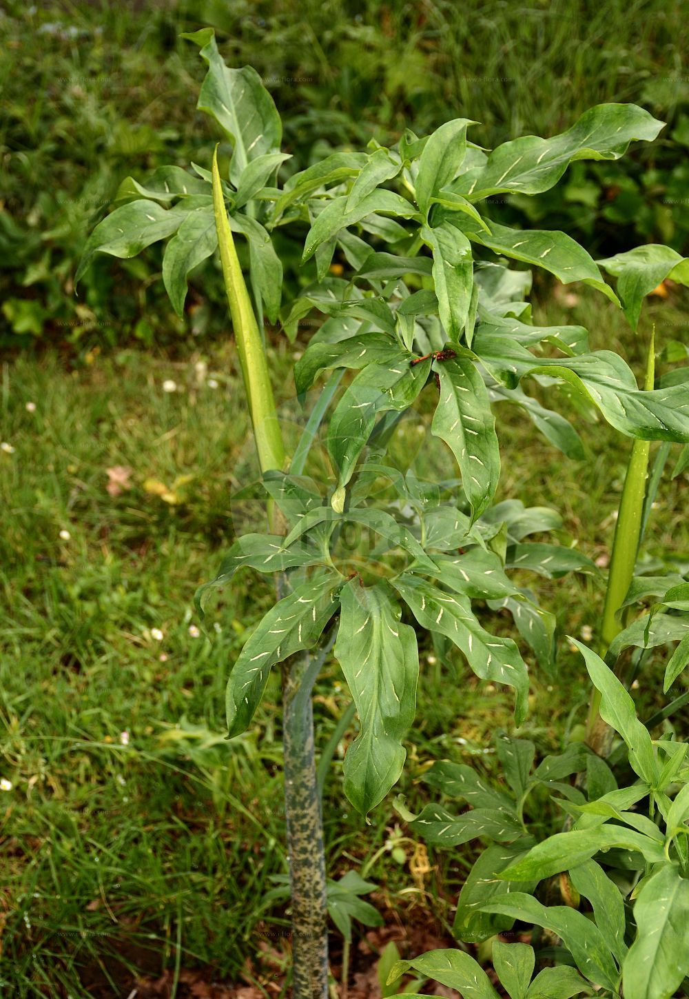 Dracunculus vulgaris - Araceae,Plantae,Pteridobiotina,Angiosperms,Alismatales,Araceae,Dracunculus,Dracunculus vulgaris,Aron dracunculum, Arum dracunculus, Arum guttatum, Dracunculus creticus, Dracunculus dracunculus, Dracunculus major, Dracunculus polyphyllus, Dracunculus spadiceus, Dracunculus vulgaris subsp. creticus, Dracunculus vulgaris var. creticus, Dracunculus vulgaris var. elongatus, Dracunculus vulgaris var. laevigatus,Drachenwurz;Schlangenwurz;Petit dragon commun;serpentaire;gouet serpentaire;petit dragon vulgaire;serpentaire commune;Dragontea;erba seprentaria;serpentaria;erba serpone;dragonea;dragonzio;erba serpentaria;erba serpona;voodoo lelie;дракункулюс обыкновенный;yılanbıçağı;lulegjarpër;obična zmijavčica;navadni kaček;обикновен дракункулус;φιδόχορτο