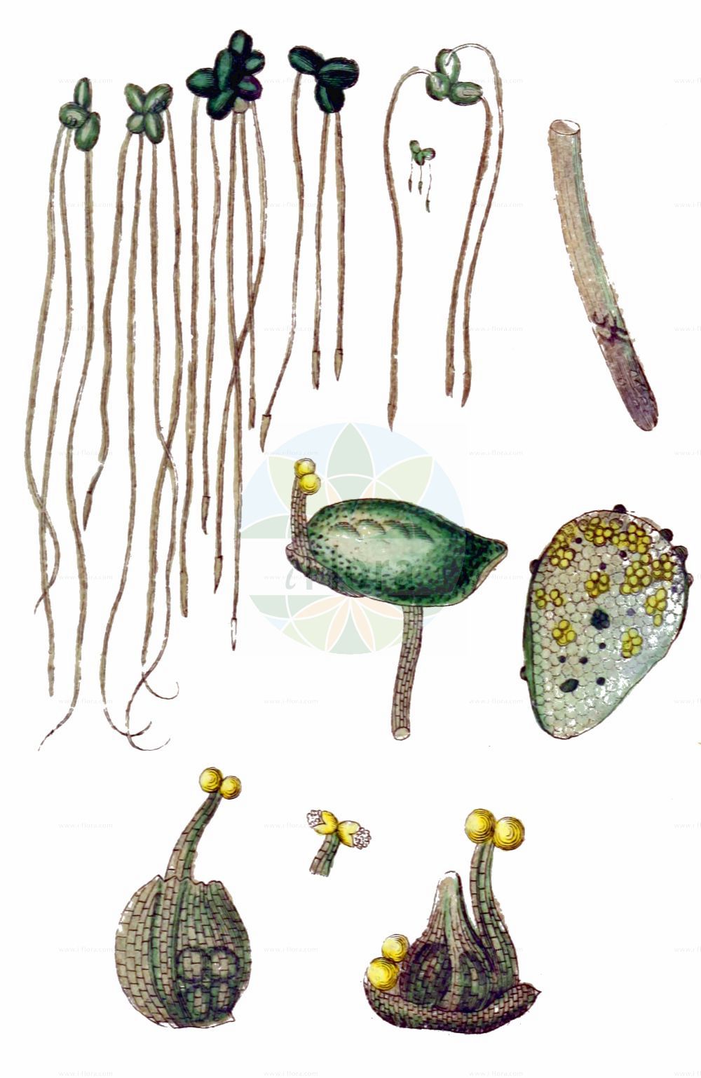 Lemna minor - Araceae,Plantae,Pteridobiotina,Angiosperms,Alismatales,Araceae,Lemna,Lemna minor,Hydrophace minor, Lemna conjugata, Lemna cyclostasa, Lemna minima, Lemna minor f. macrorhiza, Lemna minor var. minima, Lemna minor var. orbiculata, Lemna minor var. oxymitra, Lemna monorhiza, Lemna obcordata, Lemna ovata, Lemna palustris, Lemna rwandensis, Lemna vulgaris, Lenticula minima, Lenticula minor, Lenticula palustris, Lenticula vulgaris, Lenticularia monorhiza, Lenticularia monorhiza, Lenticularia vulgaris,Kleine Wasserlinse;common duckweed;duckweed;lenticule mineure;common water lentil;Petite lentille d'eau;lenticule;lenticule mineure;cannetée;lentille d'eau;lenteja acuatica;lenteja acuática;lenteja de agua;Lenticchia d'acqua minore;lenticchia d'acqua;lenticchia d'acqua comune;klein kroos;pasta-miuda;caparosa;lentilhas-de-agua-menores;pesca-miuda;lentilhas-de-água-menores;lentilhas-da-água;lentilhas-da-água-menores;малая ряска;ряска малая;ряска маленькая;ряскя малая;sumercimeği;manëroja më e vogël;qefilë;llentia d'aigua;mala vodena leća;andmat;liden andemad;rzęsa drobna;rzęsa mniejsza;koukikusa;コウキクサ;kôkikusa;mala vodna leča;apró békalencse;okřehek menší;lintiță;žaburinka menšia;ряска мала;дребна водна леща;малка водна леща;väika lemmel;mazāis ūdenszieds;andmat;pikkulimaska;мала сочивица;сочивица;adshat-mayim ze'irah;עַדְשַׁת-מַיִם זְעִירָה;mažoji plūdena;νεροφακή;fú píng;浮萍