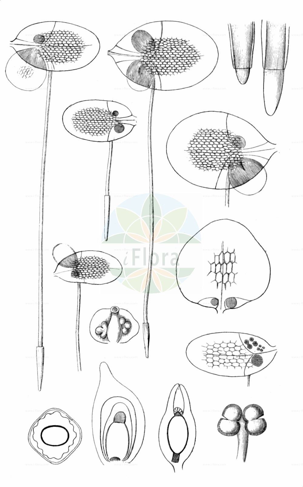 Lemna aequinoctialis - Araceae,Plantae,Pteridobiotina,Angiosperms,Alismatales,Araceae,Lemna,Lemna aequinoctialis,Lemna angolensis, Lemna aoukikusa, Lemna aoukikusa subsp. hokurikuensis, Lemna blatteri, Lemna eleanorae, Lemna minima, Lemna paucicostata, Lemna paucicostata, Lemna paucicostata var. membranacea, Lemna perpusilla var. trinervis, Lemna trinervis,Schiefe Wasserlinse;Wenigrippige Wasserlinse;lenticchia d'acqua delle risaie;ряска равноденственкая;ряска тропическая;aoukikusa;アオウキクサ;chibiukikusa;チビウキクサ