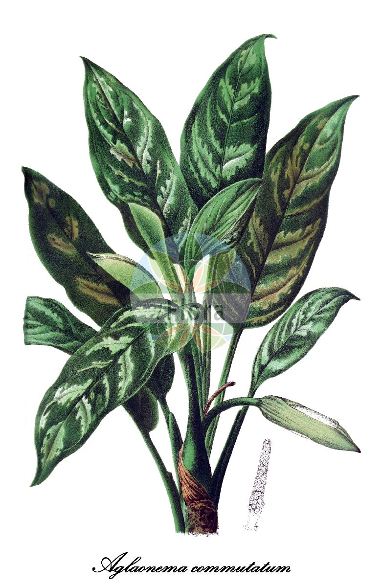 Aglaonema commutatum - Araceae,Plantae,Pteridobiotina,Angiosperms,Alismatales,Araceae,Aglaonema,Aglaonema commutatum,Aglaonema marantifolium var. commutatum