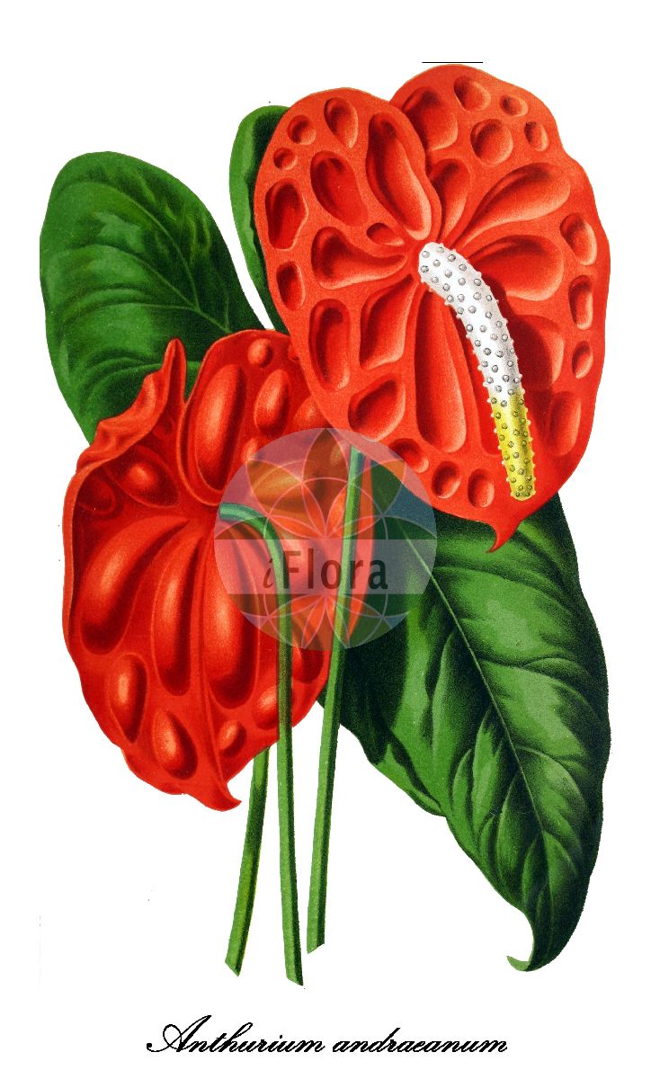 Anthurium andraeanum - Araceae,Plantae,Pteridobiotina,Angiosperms,Alismatales,Araceae,Anthurium,Anthurium andraeanum,Anthurium andraeanum unr. album, Anthurium andraeanum unr. delicatissimum, Anthurium andraeanum var. album, Anthurium andraeanum var. amoenum, Anthurium andraeanum var. atrosanguineum, Anthurium andraeanum var. divergens, Anthurium andraeanum var. louisae, Anthurium andraeanum var. roseum, Anthurium andraeanum var. salmoneus, Anthurium andraeanum var. sanguineum, Anthurium venustum,Große Flamingoblume