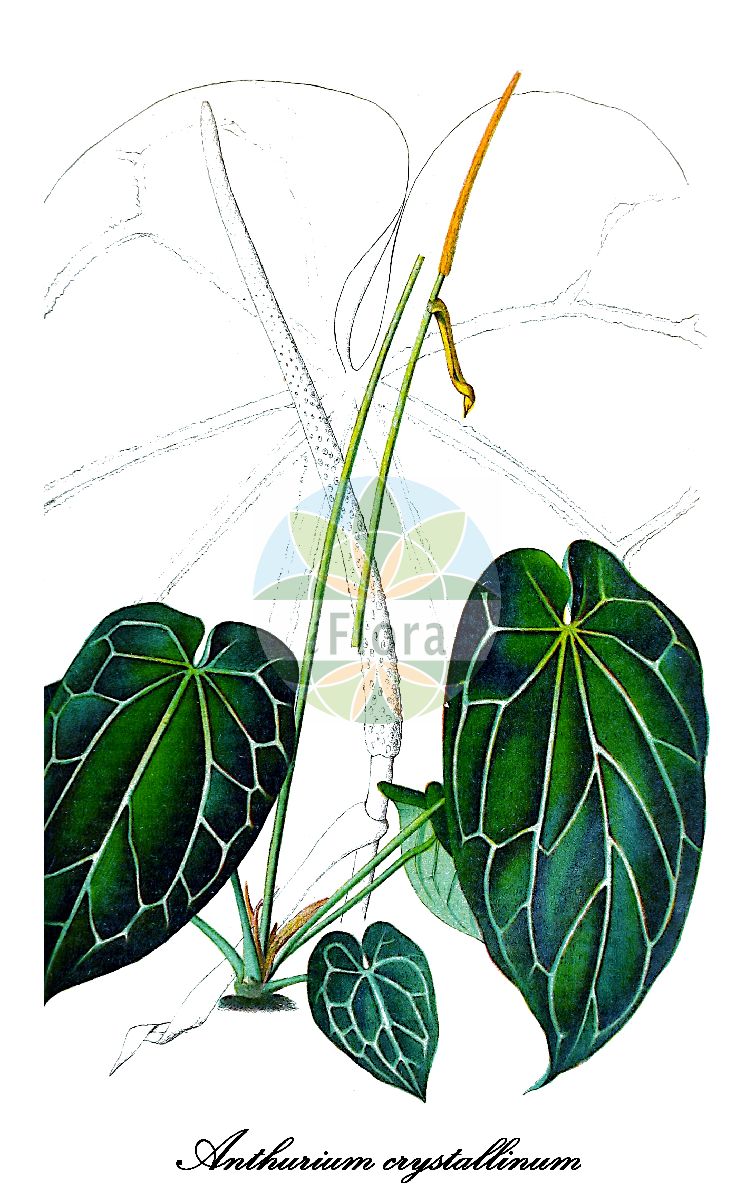 Anthurium crystallinum - Araceae,Plantae,Pteridobiotina,Angiosperms,Alismatales,Araceae,Anthurium,Anthurium crystallinum,Anthurium crystallinum f. peltifolium, Anthurium killipianum,Kristall-Schweifblume