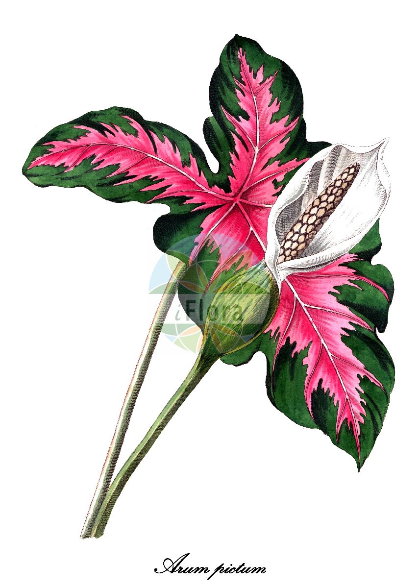 Arum pictum - Araceae,Plantae,Pteridobiotina,Angiosperms,Alismatales,Araceae,Arum,Arum pictum,Arisarum pictum, Arum balearicum, Arum corsicum, Arum pictum lus. bispathaceum, Arum pictum subsp. sagittifolium, Gymnomesium pictum,arum peint;gouet peint;corazón chino;gigaro sardo-corso;gigaro sardo-corso-balearico;аронник расписной;rapa blava