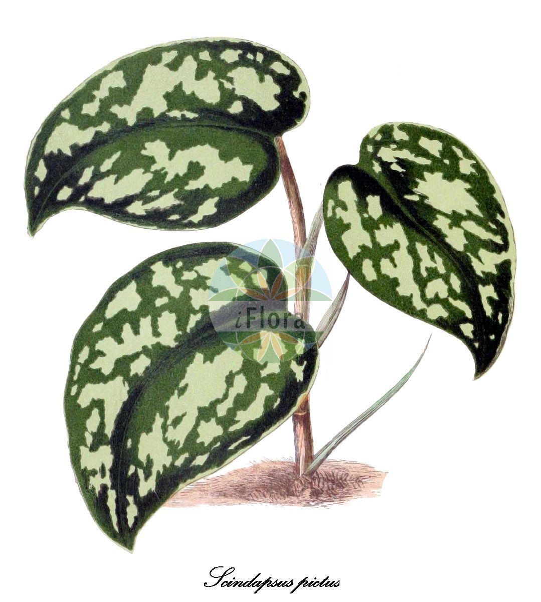Scindapsus pictus - Araceae,Plantae,Pteridobiotina,Angiosperms,Alismatales,Araceae,Scindapsus,Scindapsus pictus,Pothos argenteus, Pothos argyraea, Pothos argyraeus, Pothos argyraeus, Pothos endresii, Scindapsus argyraeus, Scindapsus pictus var. argyraeus, Scindapsus pictus var. oblongifolius, Scindapsus pothoides,Efeutute