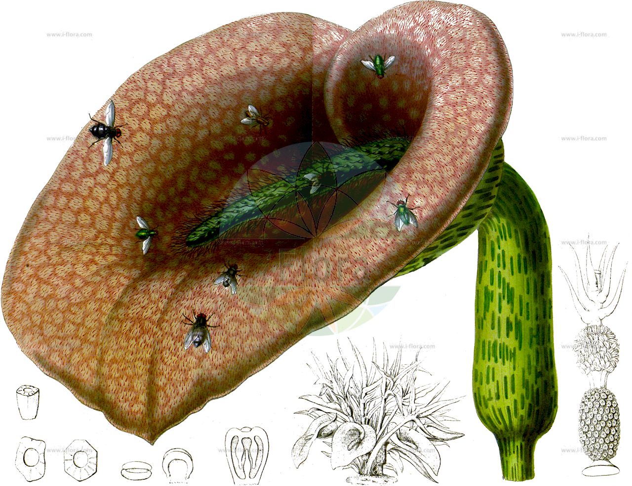 Helicodiceros muscivorus - Araceae,Plantae,Pteridobiotina,Angiosperms,Alismatales,Araceae,Helicodiceros,Helicodiceros muscivorus,Arum crinitum, Arum muscivorum, Arum spirale, Dracunculus crinitus, Dracunculus muscivorus, Dracunculus muscivorus var. caprariensis, Helicodiceros crinitus, Helicodiceros crinitus, Megotigea crinita,arum mange-mouches;mange-mouche;petit dragon mange-mouches;gigaro mangiamosche;лилия мертвой лошади;rapa mosquera