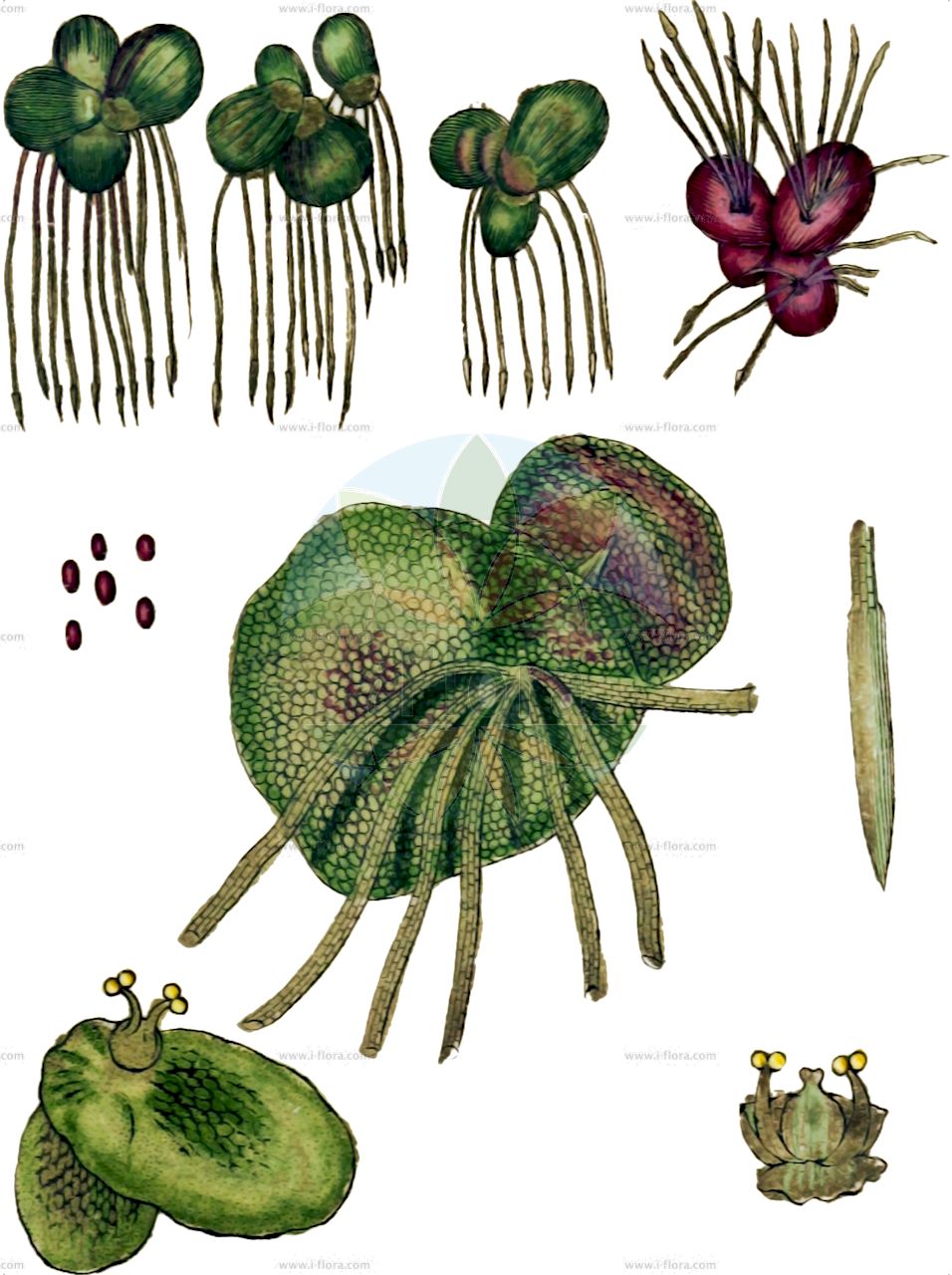 Spirodela polyrhiza - Araceae,Plantae,Pteridobiotina,Angiosperms,Alismatales,Araceae,Spirodela,Spirodela polyrhiza,Lemna bannatica, Lemna major, Lemna maxima, Lemna obcordata, Lemna orbicularis, Lemna orbiculata, Lemna polyrhiza, Lemna polyrhiza var. concolor, Lemna polyrrhiza var. concolor, Lemna thermalis, Lemna thermalis, Lemna transsilvanica, Lemna umbonata, Lenticula polyrhiza, Spirodela atropurpurea, Spirodela atropurpurea, Spirodela maxima, Spirodela polyrhiza var. masonii, Spirodela polyrrhiza var. masonii, Telmatophace orbicularis, Telmatophace polyrhiza,Vielwurzlige Teichlinse;Teichlinse;Vielwurzelige Teichlinse;greater duckweed;spirodèle polyrhize;common duckmeat;great duckweed;Spirodèle à plusieurs racines;Lenticchia d'acqua maggiore