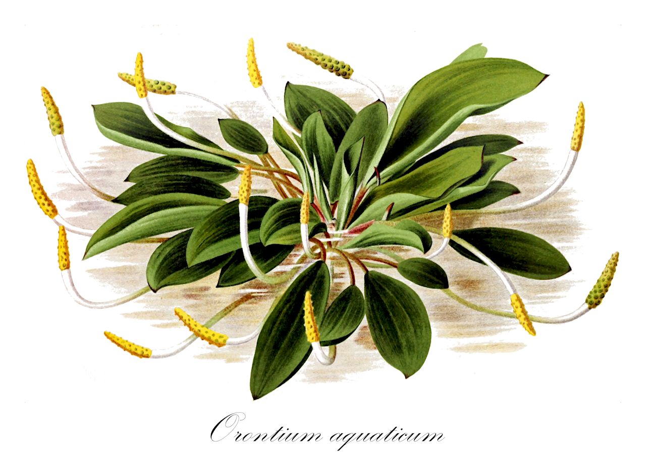 Orontium aquaticum - Araceae,Plantae,Pteridobiotina,Angiosperms,Alismatales,Araceae,Orontium,Orontium aquaticum,Amidena undulata, Aronia aquatica, Orontium angustifolium, Orontium aquaticum f. natans, Orontium aquaticum f. terrestre, Orontium vaginatum, Pothos ovatus,Goldkolben;Goldkeule;golden-club