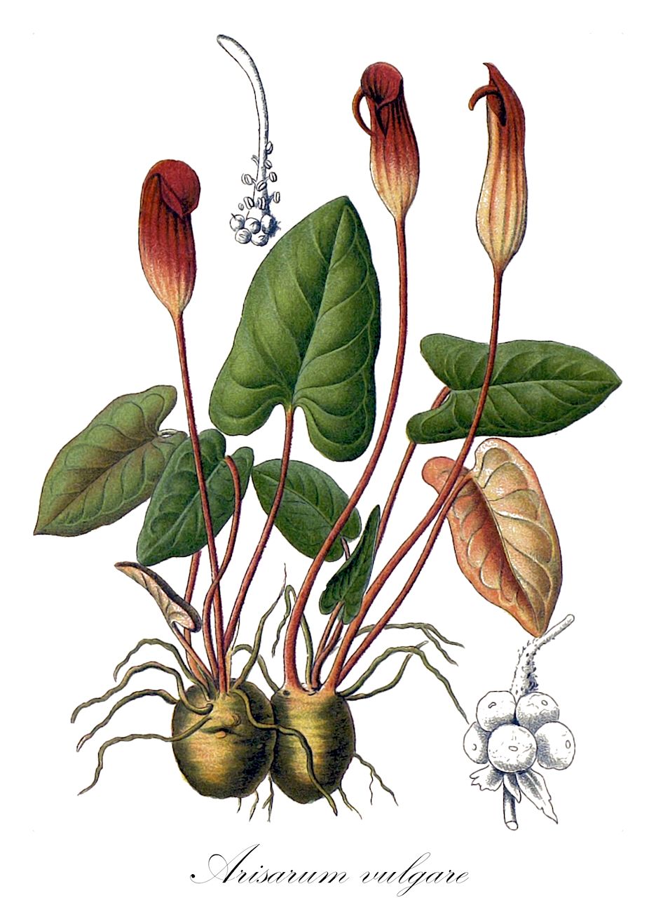 Arisarum vulgare - Araceae,Plantae,Pteridobiotina,Angiosperms,Alismatales,Araceae,Arisarum,Arisarum vulgare,Arisarum arisarum, Arisarum incurvatum, Arisarum serpentrium, Arum arisarum, Arum calyptrale, Arum incurvatum, Balmisa vulgaris,Gewöhnlicher Feuerkolben;gouet à capuchon;arisarum;capuchon;capuchon de moine;frailillos;candilejos;candilicos;frailecillos;arisaro;arisaro comune;candeias;аризарум обыкновенный;yılancıkotu;arisar;frare cugot;obična kozličina;lufit metzuyah;לוּפִית מְצוּיָה;garni tal-pipi;بوقوقة;λιχνοδρακοντιά