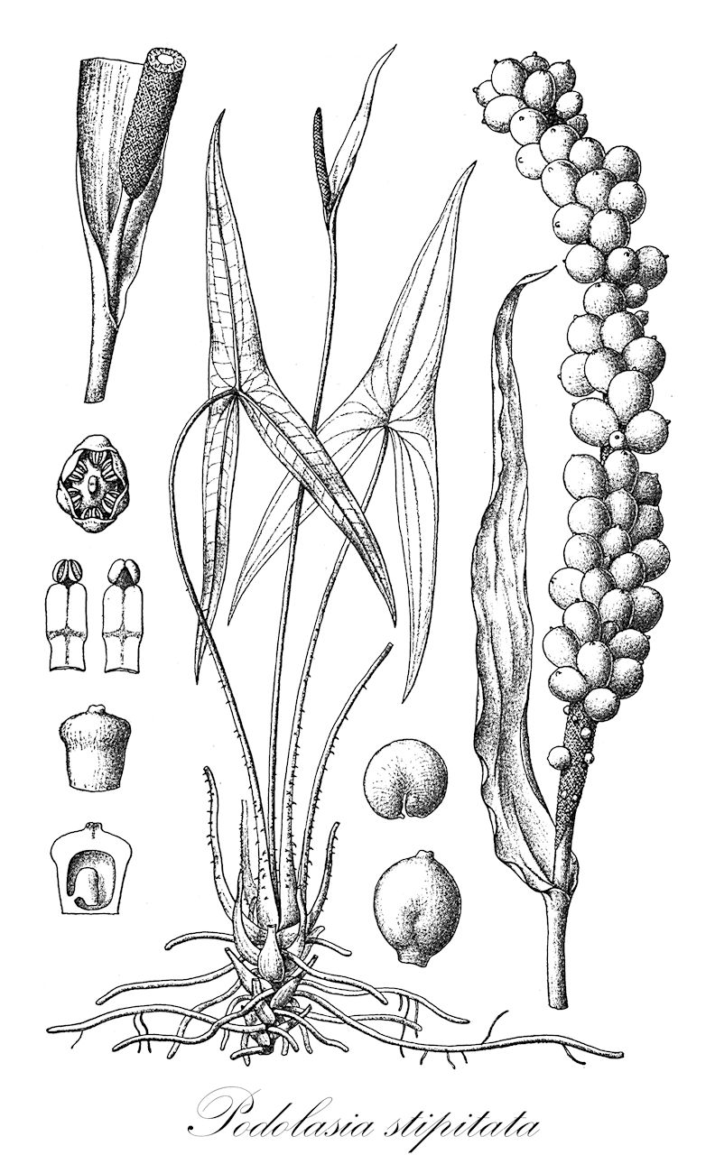 Podolasia stipitata - Araceae,Plantae,Pteridobiotina,Angiosperms,Alismatales,Araceae,Podolasia,Podolasia stipitata,Cyrtosperma angustilobum, Lasia stipitata