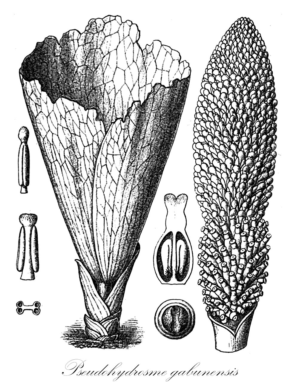 Pseudohydrosme gabunensis - Araceae,Plantae,Pteridobiotina,Angiosperms,Alismatales,Araceae,Pseudohydrosme,Pseudohydrosme gabunensis