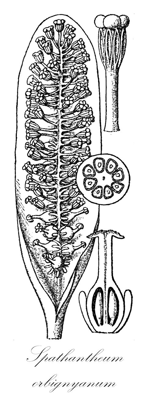 Spathantheum orbignyanum - Araceae,Plantae,Pteridobiotina,Angiosperms,Alismatales,Araceae,Spathantheum,Spathantheum orbignyanum,Gamochlamys heterandra, Spathantheum fallax, Spathantheum heterandrum