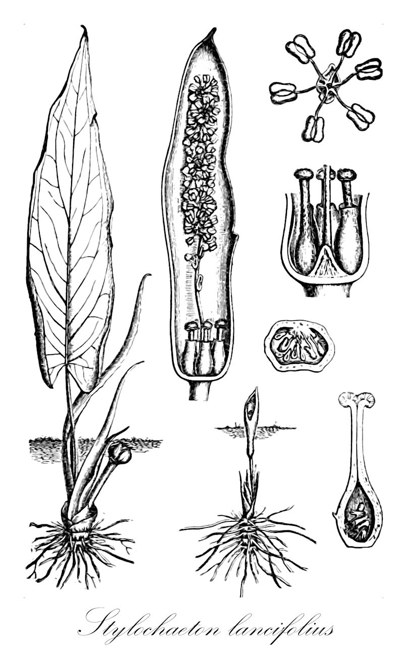 Stylochaeton lancifolius - Araceae,Plantae,Pteridobiotina,Angiosperms,Alismatales,Araceae,Stylochaeton,Stylochaeton lancifolius