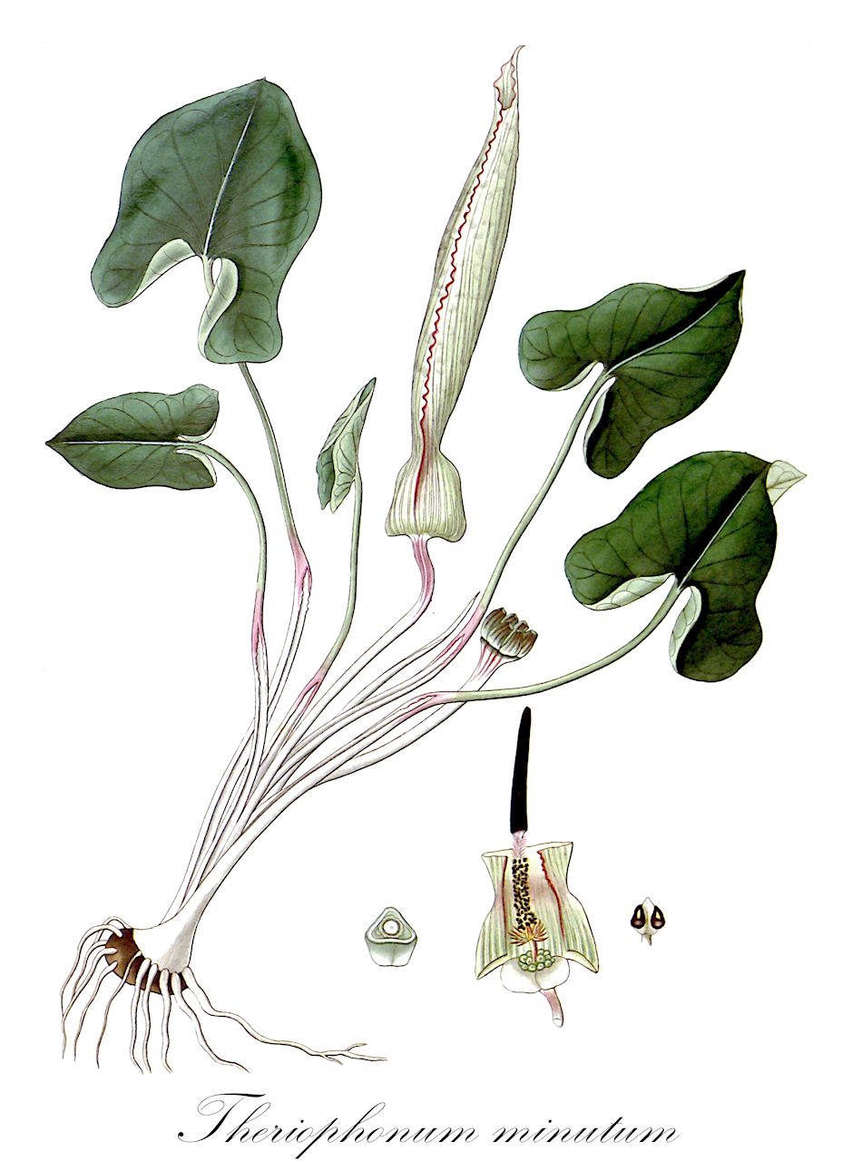 Theriophonum minutum - Araceae,Plantae,Pteridobiotina,Angiosperms,Alismatales,Araceae,Theriophonum,Theriophonum minutum,Arum crenatum, Arum minutum, Theriophonum crenatum, Theriophonum kleinii, Theriophonum minutum var. chattarjeei, Theriophonum wightii, Theriophonum zeylanicum, Typhonium crenatum, Typhonium minutum