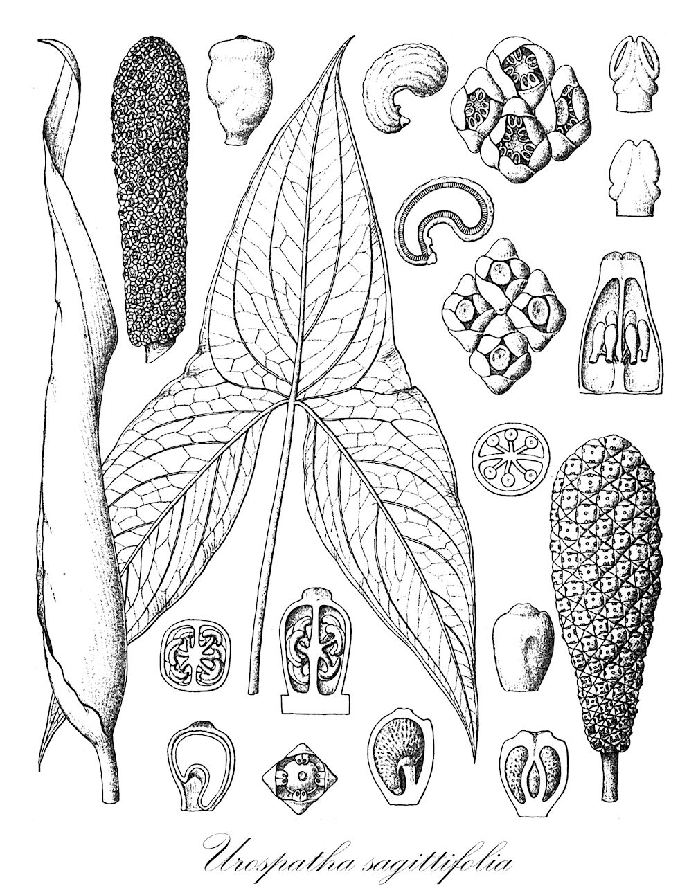 Urospatha sagittifolia - Araceae,Plantae,Pteridobiotina,Angiosperms,Alismatales,Araceae,Urospatha,Urospatha sagittifolia,Arum sagittifolium, Dracontium sagittifolium, Pothos sagittaefolia, Pothos sagittifolius, Spathiphyllum amazonicum, Spathiphyllum sagittifolium, Urospatha angusta, Urospatha decipiens, Urospatha dubia, Urospatha hostmannii, Urospatha langsdorffiana, Urospatha maculata, Urospatha marmorea, Urospatha poeppigiana, Urospatha quinquenervis, Urospatha sagittifolia var. hexamera, Urospatha sagittifolia var. spruceana, Urospatha sagittifolia var. tetramera, Urospatha savannarum, Urospatha spruceana, Urospatha varians, Urospatha varians var. grandis, Urospatha varians var. picturata, Urospatha varians var. spectabilis, Urospatha varians var. splendens