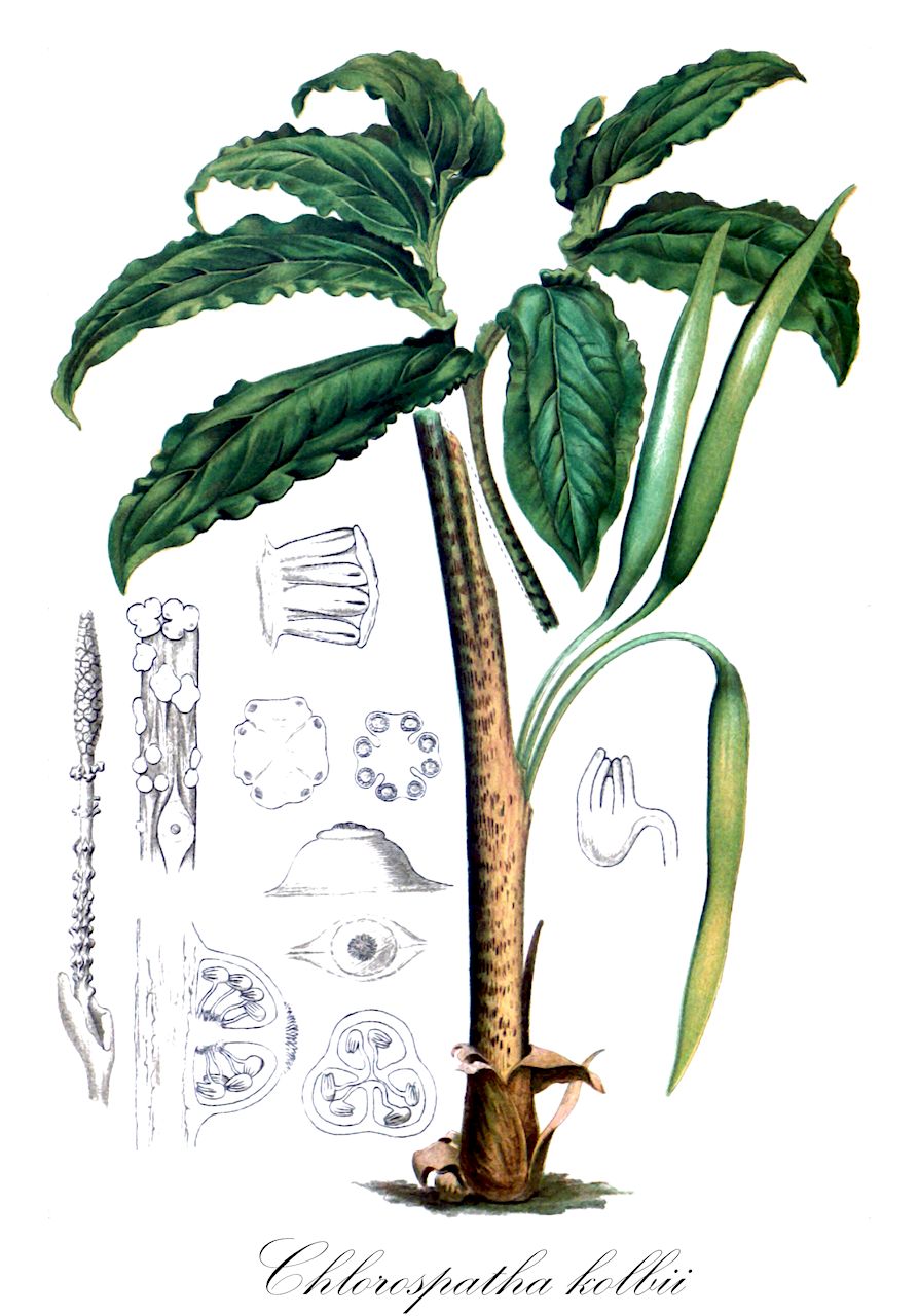 Chlorospatha kolbii - Araceae,Plantae,Pteridobiotina,Angiosperms,Alismatales,Araceae,Chlorospatha,Chlorospatha kolbii