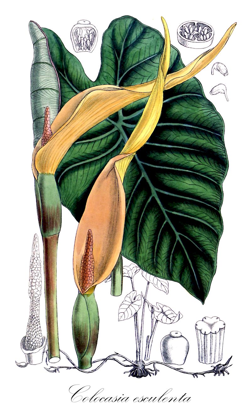 Colocasia esculenta - Araceae,Plantae,Pteridobiotina,Angiosperms,Alismatales,Araceae,Colocasia,Colocasia esculenta,Alocasia dussii, Alocasia illustris, Aron colocasium, Arum chinense, Arum colocasia, Arum colocasioides, Arum esculentum, Arum lividum, Arum nymphaeifolium, Arum peltatum, Caladium acre, Caladium antiquorum, Caladium atrovirens, Caladium colocasia, Caladium colocasioides, Caladium divaricatum, Caladium esculentum, Caladium esculentum unr. bataviensis, Caladium glycyrrhizum, Caladium nigrescens, Caladium nymphaeifolium, Caladium parimaense, Caladium violaceum, Caladium violaceum, Caladium violaceum var. alboviolaceum, Calla gaby, Colocasia acris, Colocasia aegyptiaca, Colocasia antiquorum, Colocasia antiquorum f. acuatica, Colocasia antiquorum f. eguimo, Colocasia antiquorum f. oyasetage, Colocasia antiquorum f. purpurea, Colocasia antiquorum f. yamamotoi, Colocasia antiquorum var. acris, Colocasia antiquorum var. aquatilis, Colocasia antiquorum var. esculenta, Colocasia antiquorum var. euchlora, Colocasia antiquorum var. globulifera, Colocasia antiquorum var. illustris, Colocasia antiquorum var. multifolia, Colocasia antiquorum var. nymphaeifolia, Colocasia antiquorum var. patens, Colocasia antiquorum var. rosea, Colocasia antiquorum var. rupicola, Colocasia antiquorum var. stolonifera, Colocasia antiquorum var. typica, Colocasia colocasia, Colocasia esculenta f. ebiimo, Colocasia esculenta f. rotundifolia, Colocasia esculenta var. acris, Colocasia esculenta var. antiquorum, Colocasia esculenta var. aquatilis, Colocasia esculenta var. euchlora, Colocasia esculenta var. globulifera, Colocasia esculenta var. illustris, Colocasia esculenta var. nymphaeifolia, Colocasia esculenta var. rupicola, Colocasia esculenta var. stolonifera, Colocasia esculenta var. typica, Colocasia euchlora, Colocasia formosana, Colocasia gracilis, Colocasia himalensis, Colocasia konishii, Colocasia neocaledonica, Colocasia nymphaeifolia, Colocasia peltata, Colocasia tonoimo, Colocasia vera, Colocasia violacea, Colocasia vulgaris, Leucocasia esculenta,Eddo;elephant's-ear;wild taro;taro;colocase;chou caraïbe;arum d'Egypte;songe;madère;dachine;taro;colocasia;yautia melendez;malanga islena;oreja de elefante;pituca;malanga isleña;quequeisque;quiquisque;tiquisque;taro;colocasia;aro d'Egitto;fava d'Egitto;pampini del paradiso;trombe del paradiso;taio;colocásia;inhame-do-egipto;колоказия съедобная;таро;gölevez;sato-imo;サトイモ;yù;芋