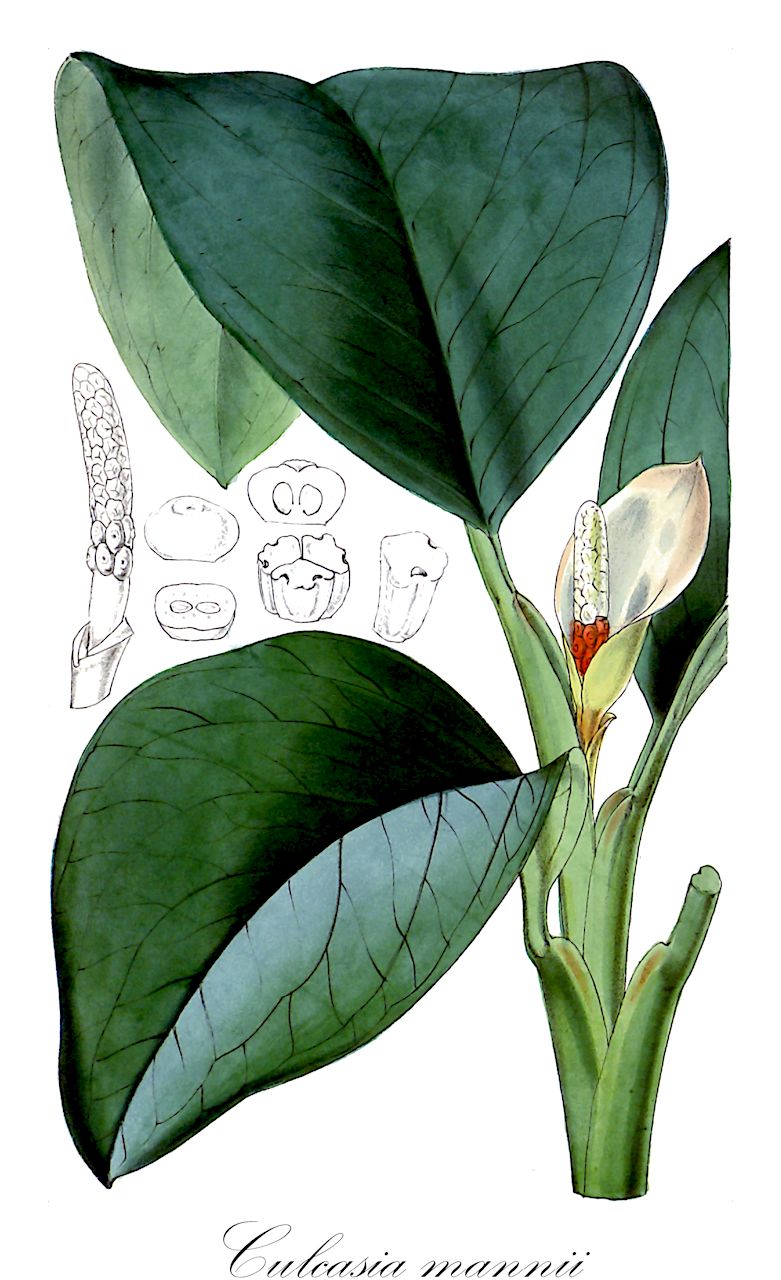 Culcasia mannii - Araceae,Plantae,Pteridobiotina,Angiosperms,Alismatales,Araceae,Culcasia,Culcasia mannii,Aglaonema mannii