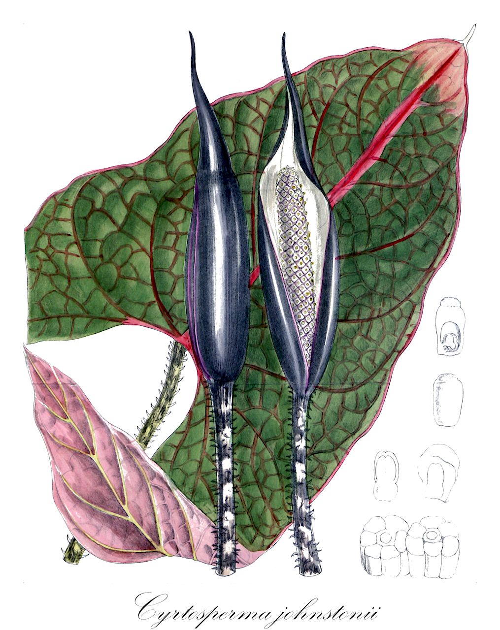 Cyrtosperma johnstonii - Araceae,Plantae,Pteridobiotina,Angiosperms,Alismatales,Araceae,Cyrtosperma,Cyrtosperma johnstonii,Alocasia johnstonii