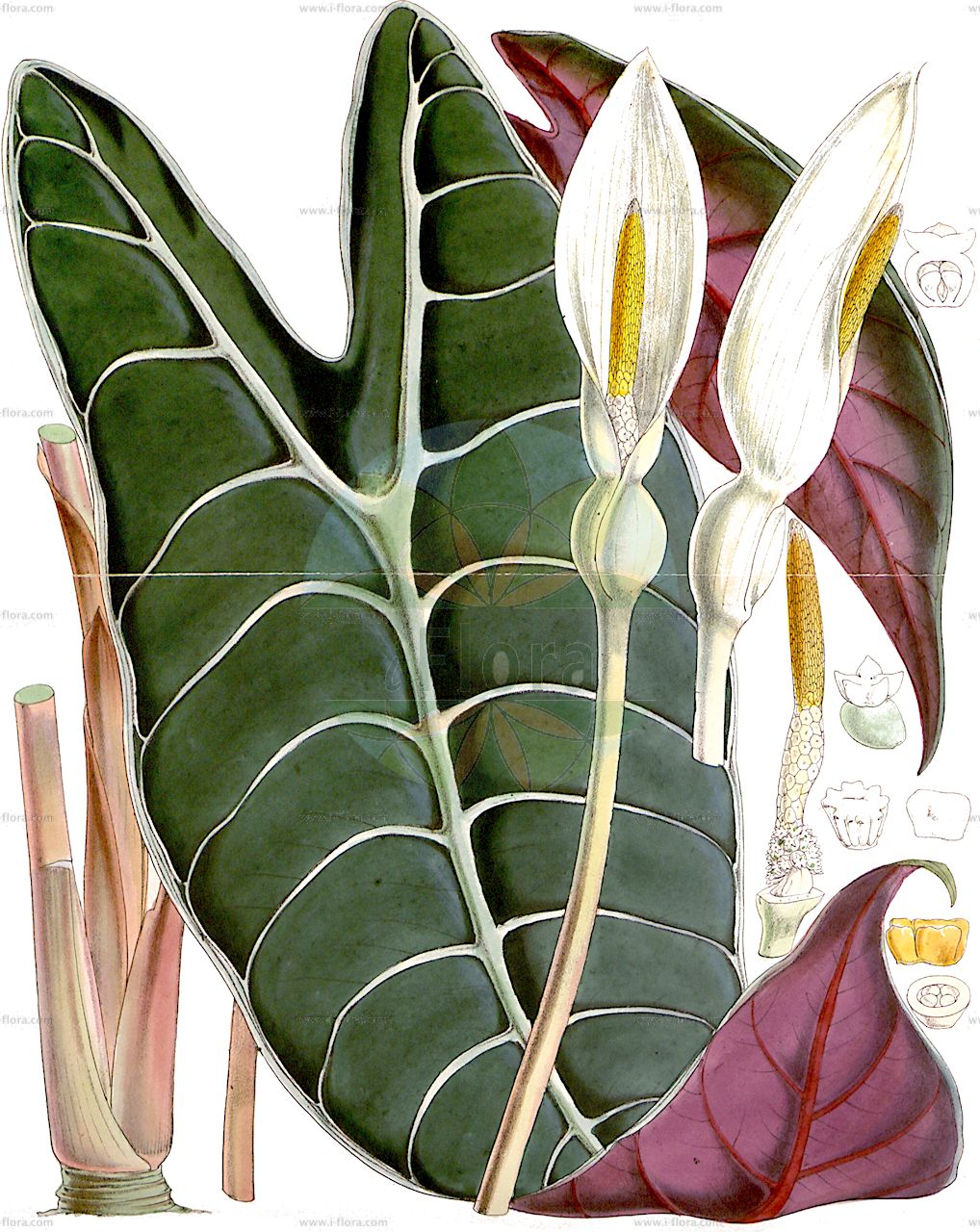 Alocasia longiloba - Araceae,Plantae,Pteridobiotina,Angiosperms,Alismatales,Araceae,Alocasia,Alocasia longiloba,Alocasia amabilis, Alocasia argyrea, Alocasia argyrea, Alocasia cochinchensis, Alocasia cochinchinensis, Alocasia curtisii, Alocasia cuspidata, Alocasia denudata, Alocasia denudata var. elongata, Alocasia eminens, Alocasia gibba, Alocasia gigantea, Alocasia grandis, Alocasia intermedia, Alocasia korthalsii, Alocasia leoniae, Alocasia longifolia, Alocasia lowii, Alocasia lowii var. grandis, Alocasia lowii var. picta, Alocasia lowii var. reticulata, Alocasia lowii var. veitchii, Alocasia luciani, Alocasia pucciana, Alocasia putzeysii, Alocasia singaporensis, Alocasia singaporensis, Alocasia spectabilis, Alocasia thibautiana, Alocasia veitchii, Alocasia veitchii var. supurba, Alocasia watsoniana, Caladium lowii, Caladium veitchii
