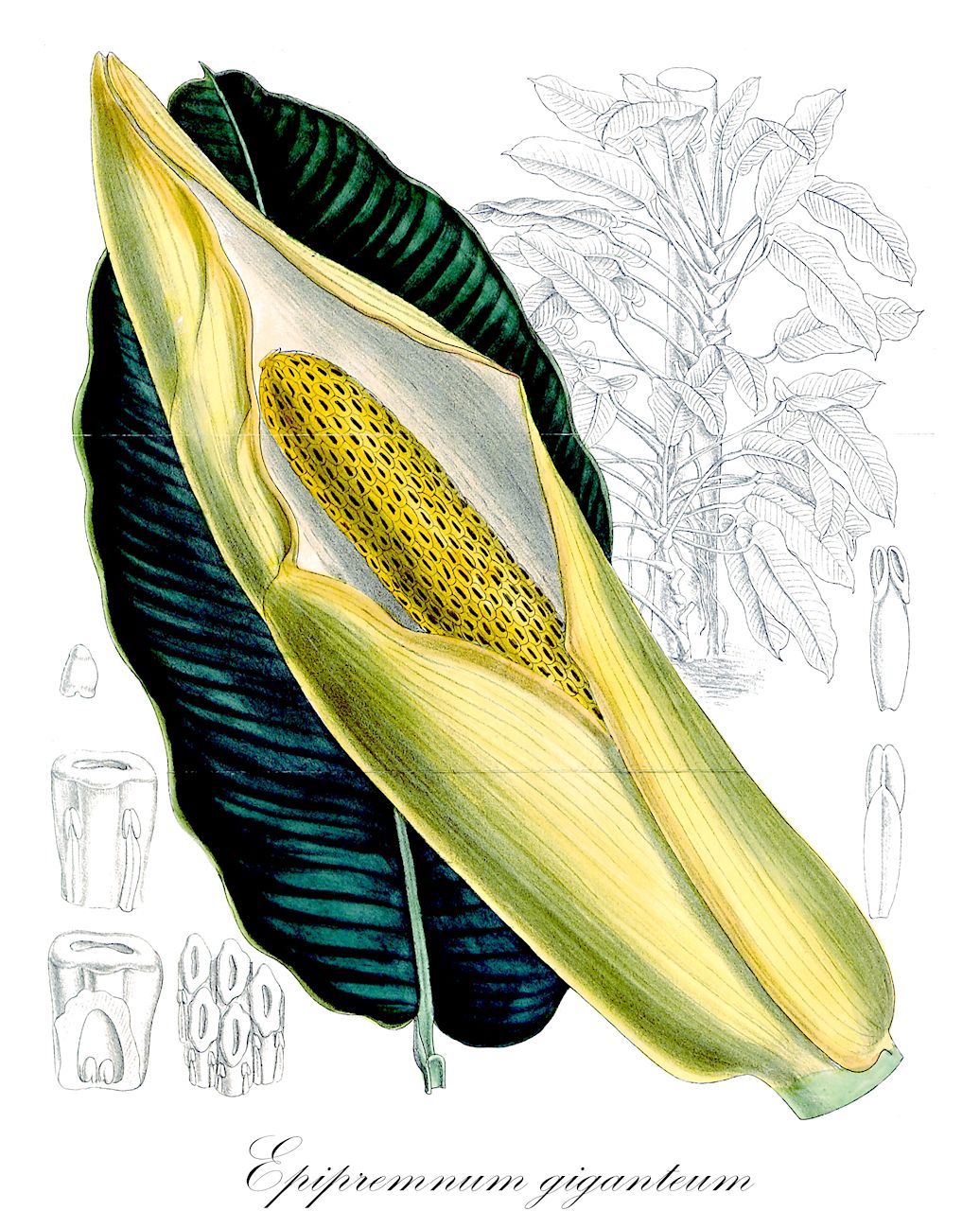 Epipremnum giganteum - Araceae,Plantae,Pteridobiotina,Angiosperms,Alismatales,Araceae,Epipremnum,Epipremnum giganteum,Monstera gigantea, Pothos giganteus, Rhaphidophora gigantea, Scindapsus giganteus