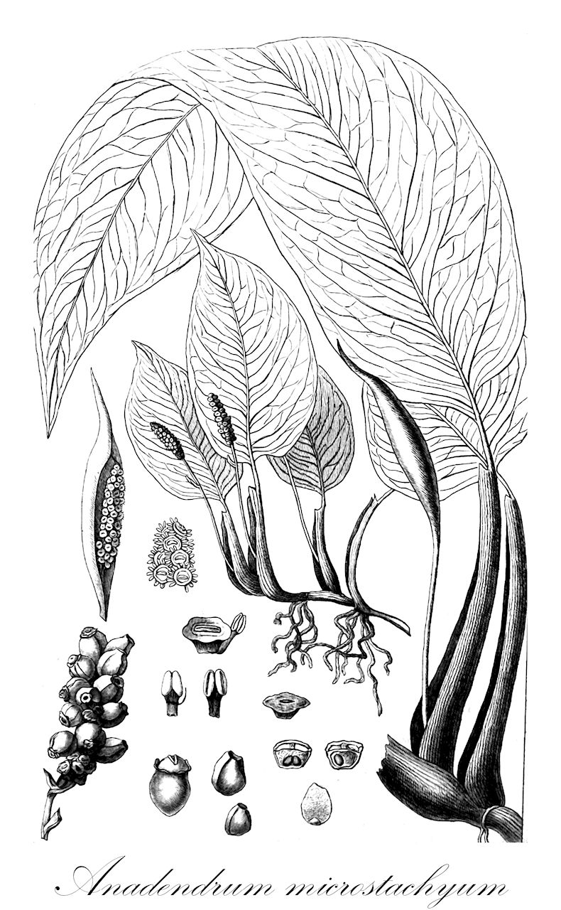 Anadendrum microstachyum - Araceae,Plantae,Pteridobiotina,Angiosperms,Alismatales,Araceae,Anadendrum,Anadendrum microstachyum,Anadendrum lobbii, Anadendrum malaianum, Anadendrum montanum var. cordatum, Anadendrum montanum var. longirostre, Anadendrum montanum var. ovalifolium, Pothos malaianus, Pothos monopetalus, Scindapsus microstachyus