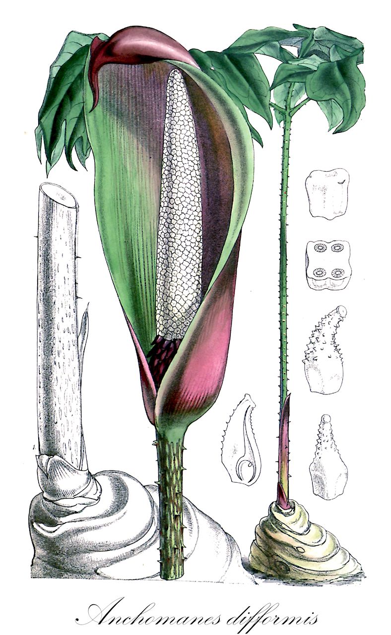 Anchomanes difformis - Araceae,Plantae,Pteridobiotina,Angiosperms,Alismatales,Araceae,Anchomanes,Anchomanes difformis,Amorphophallus difformis, Anchomanes difformis var. welwitschii, Anchomanes dubius, Anchomanes hookeri, Anchomanes hookeri var. pallidus, Anchomanes obtusus, Anchomanes petiolatus, Anchomanes welwitschii, Caladium petiolatum, Cyrtosperma congoensis, Pythonium hookeri, Sauromatum ferox