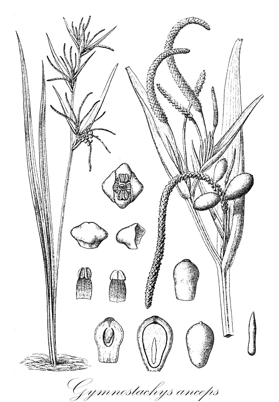 Gymnostachys anceps - Araceae,Plantae,Pteridobiotina,Angiosperms,Alismatales,Araceae,Gymnostachys,Gymnostachys anceps,Gymnostachys gigantea, Pothos anceps
