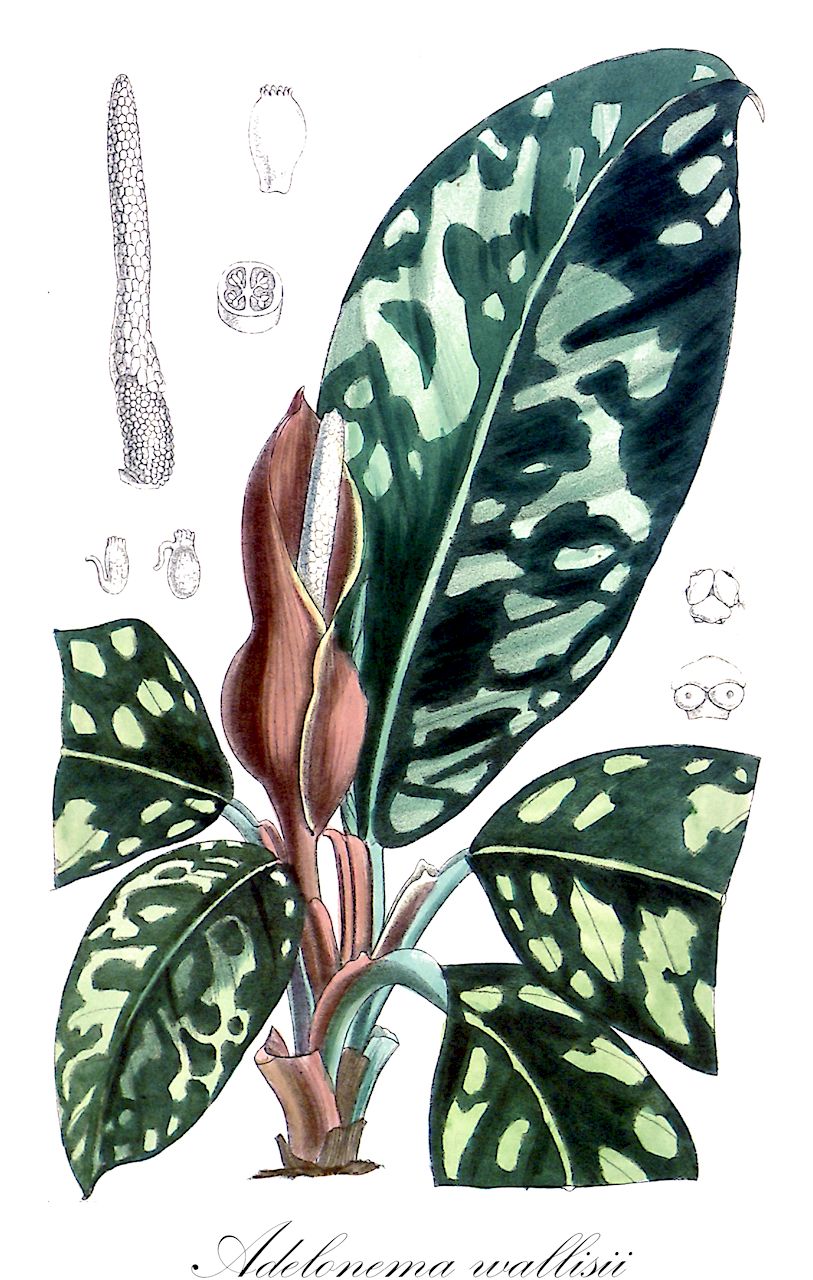 Adelonema wallisii - Araceae,Plantae,Pteridobiotina,Angiosperms,Alismatales,Araceae,Adelonema,Adelonema wallisii,Curmeria wallisii, Homalomena wallisii