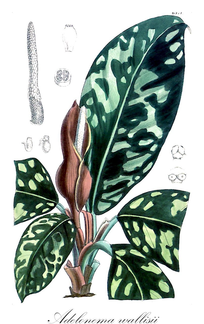 Adelonema wallisii - Araceae,Plantae,Pteridobiotina,Angiosperms,Alismatales,Araceae,Adelonema,Adelonema wallisii,Curmeria wallisii, Homalomena wallisii